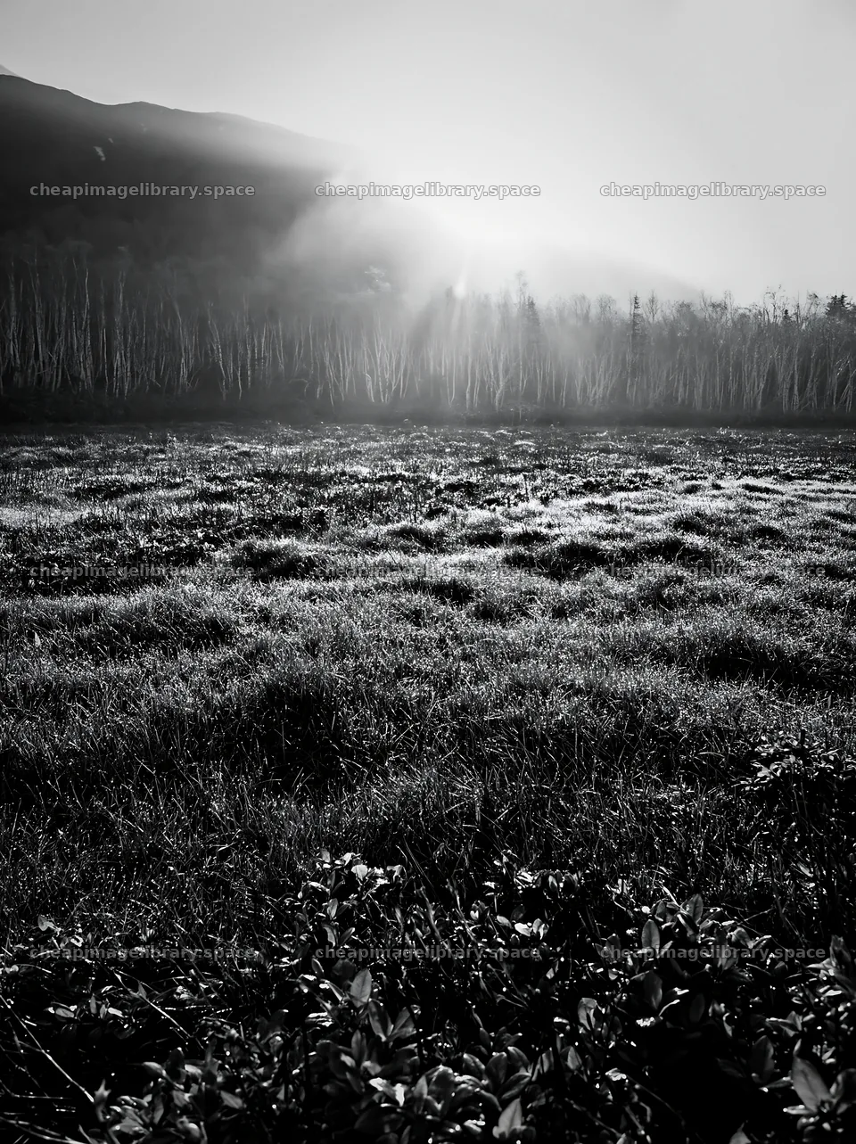 Daisetsuzan alpine meadow with light rays at dawn – image library 6866x9174