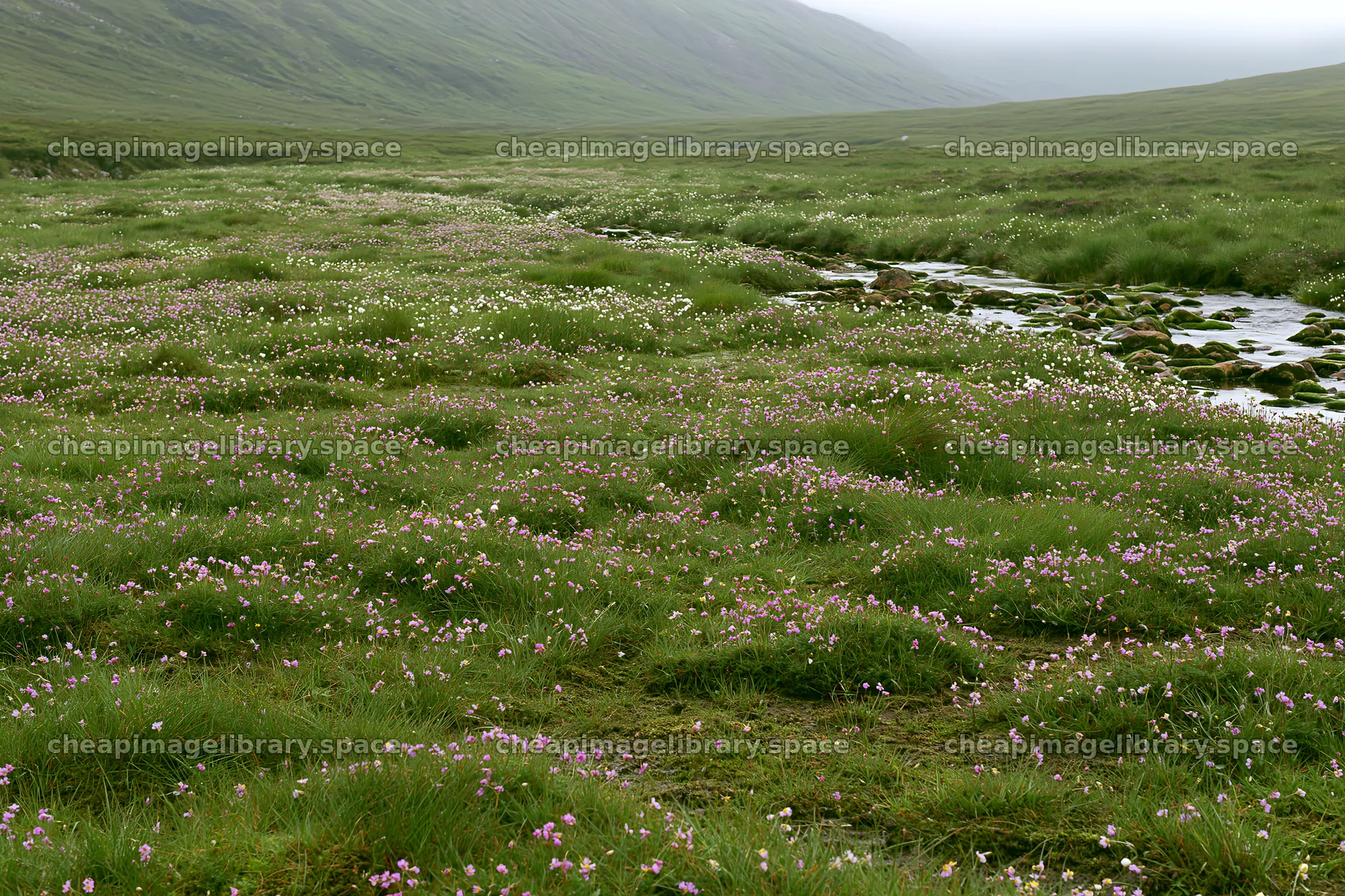 Snowmelt meadow with blooming flowers and flowing stream – image library 9722x6480