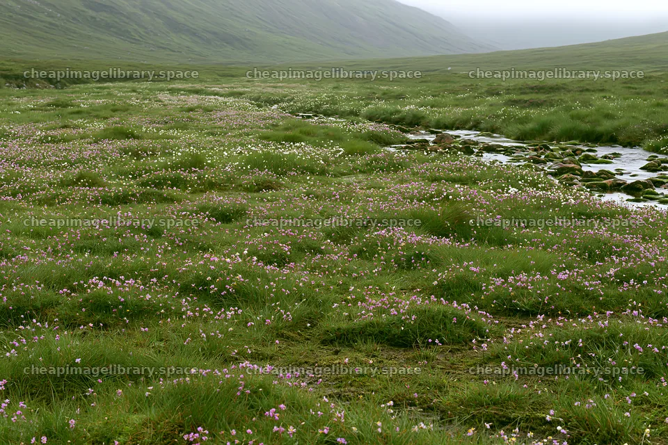 Snowmelt meadow with blooming flowers and flowing stream – image library 9722x6480
