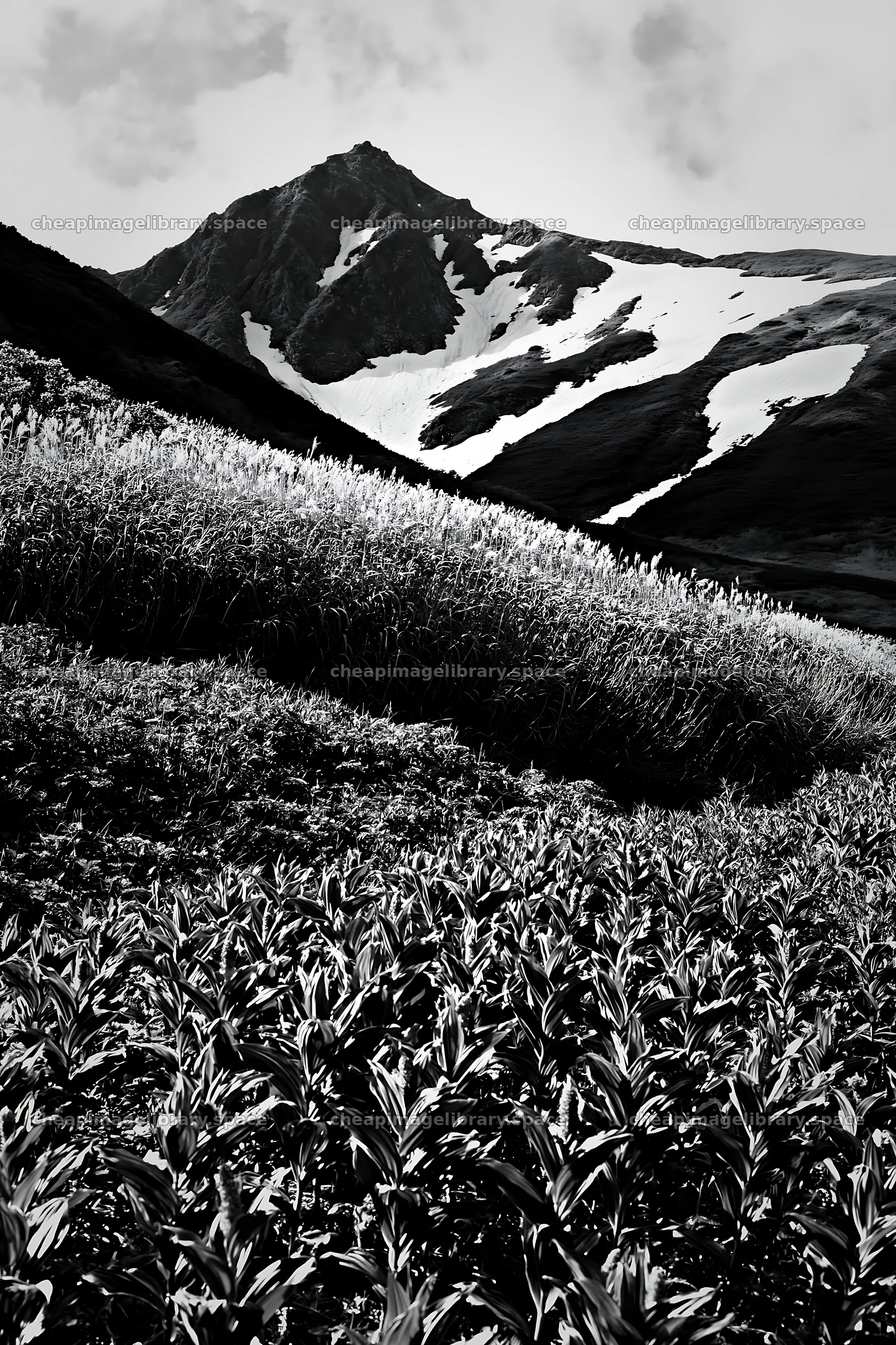 Akita snowmelt meadow with silver grasses under the mountain – image library 6480x9722
