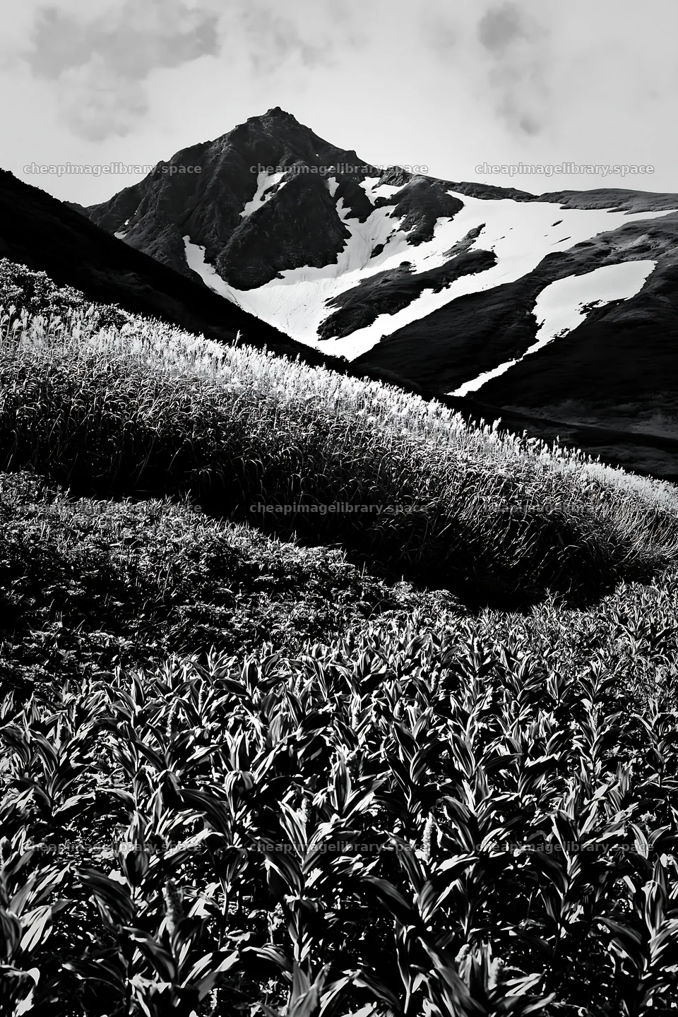 Akita snowmelt meadow with silver grasses under the mountain – image library 6480x9722