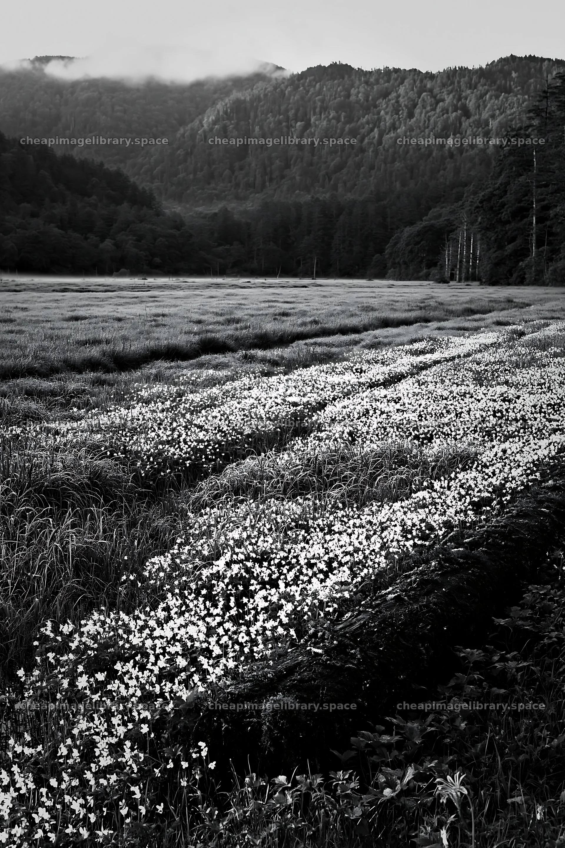 Gifu low carbon meadow mossy log in green landscape – image library 6480x9722