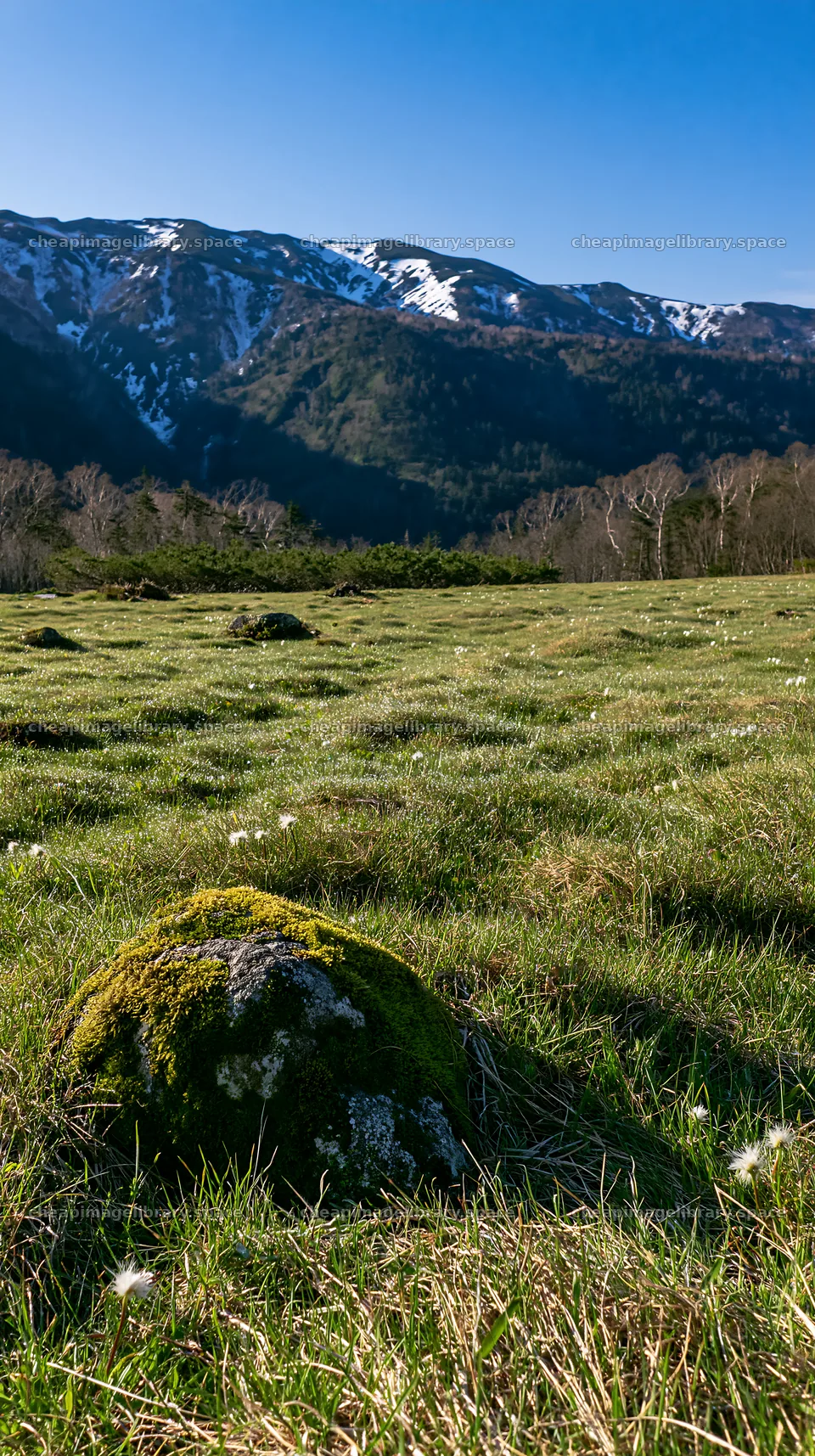 Miyagi spring recovery meadow with mossy stone and mountain view – image library 5938x10608