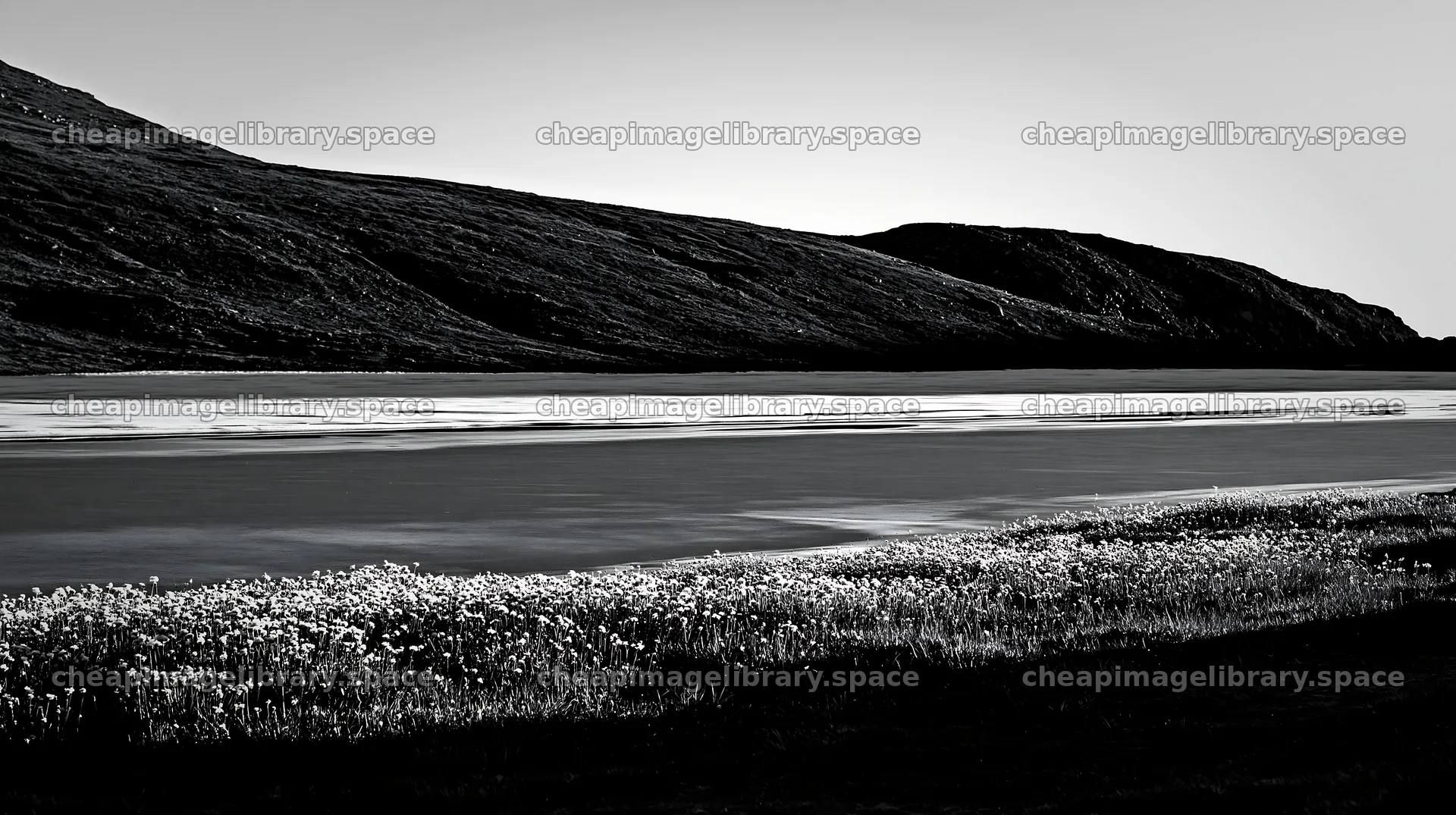 Frozen tarn meadow with flowers under soft sunlight – image library 10608x5938