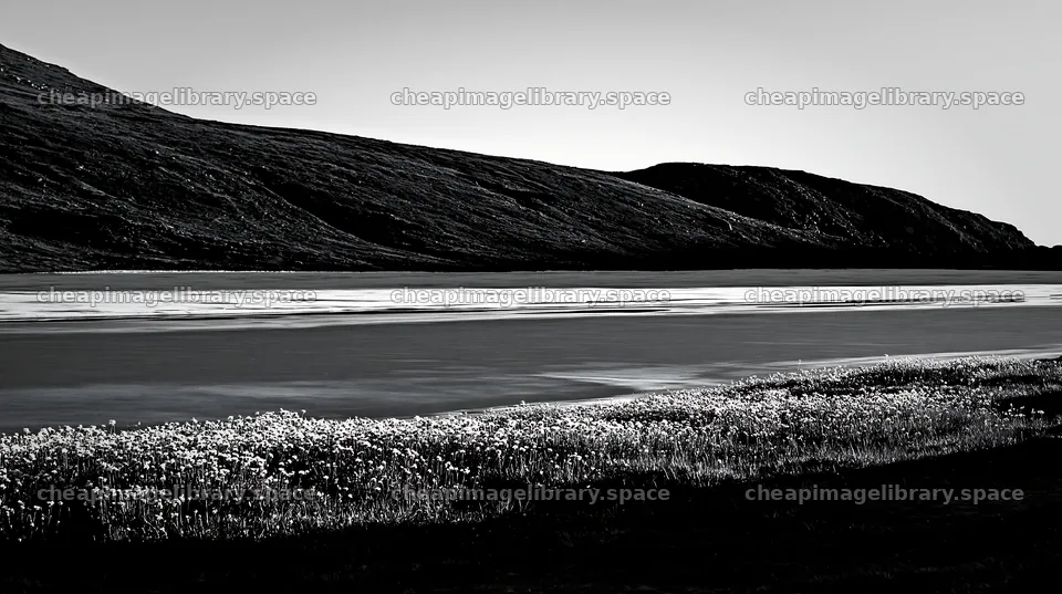 Frozen tarn meadow with flowers under soft sunlight – image library 10608x5938