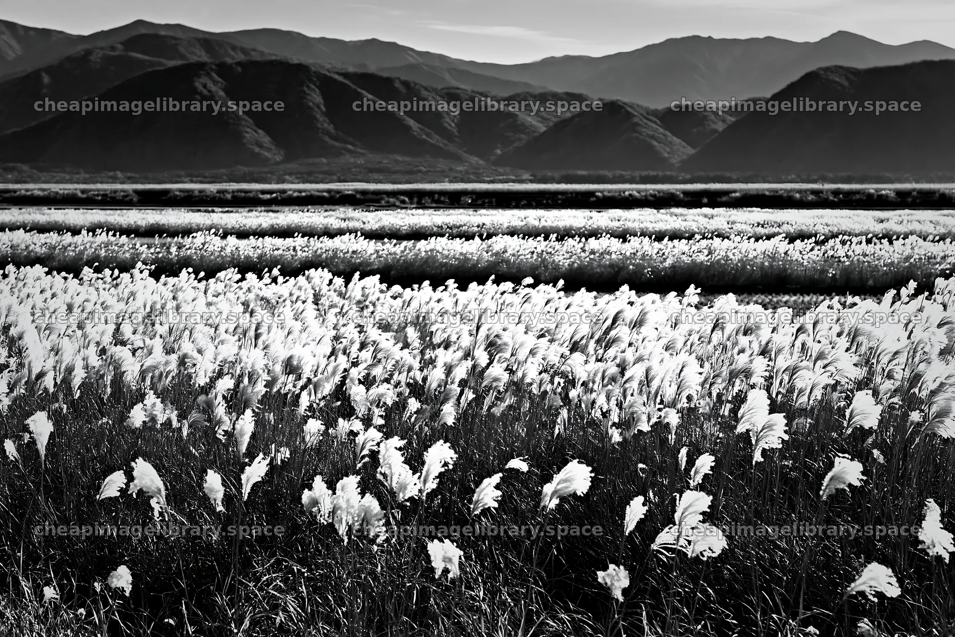 Shiga wetland meadow climate adaptation reeds in natural setting – image library 9722x6480