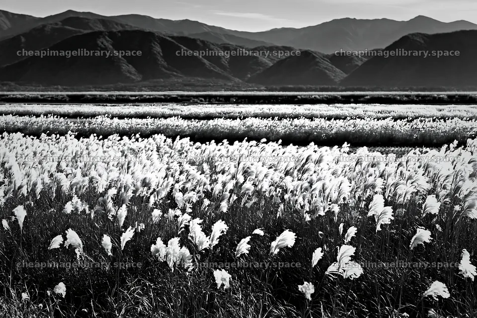 Shiga wetland meadow climate adaptation reeds in natural setting – image library 9722x6480