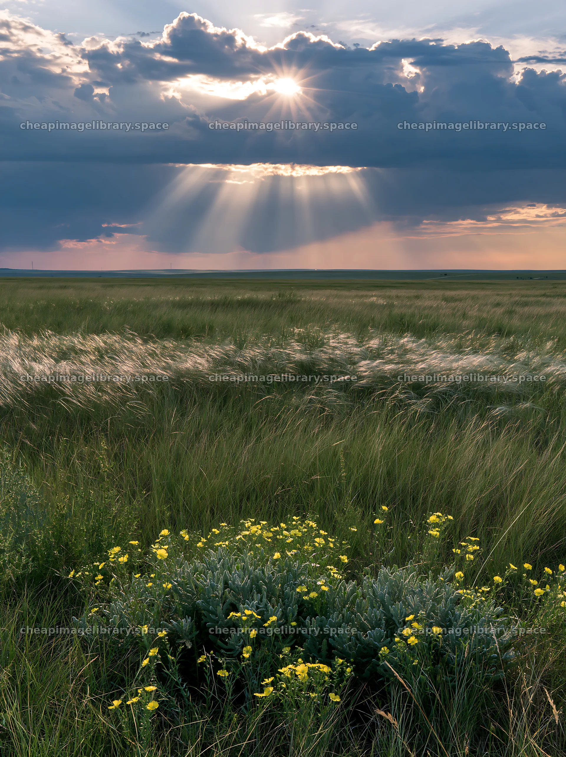 Crepuscular rays shine over a meadow with wildflowers – image library 6866x9174