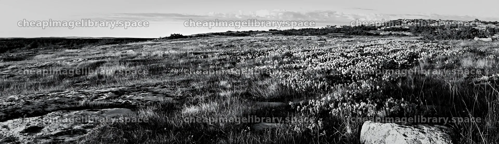 Colorful orchid meadow under bright blue sky – image library 14762x4268