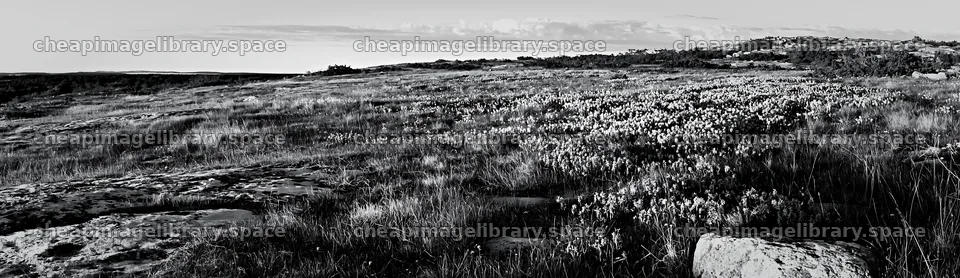 Colorful orchid meadow under bright blue sky – image library 14762x4268