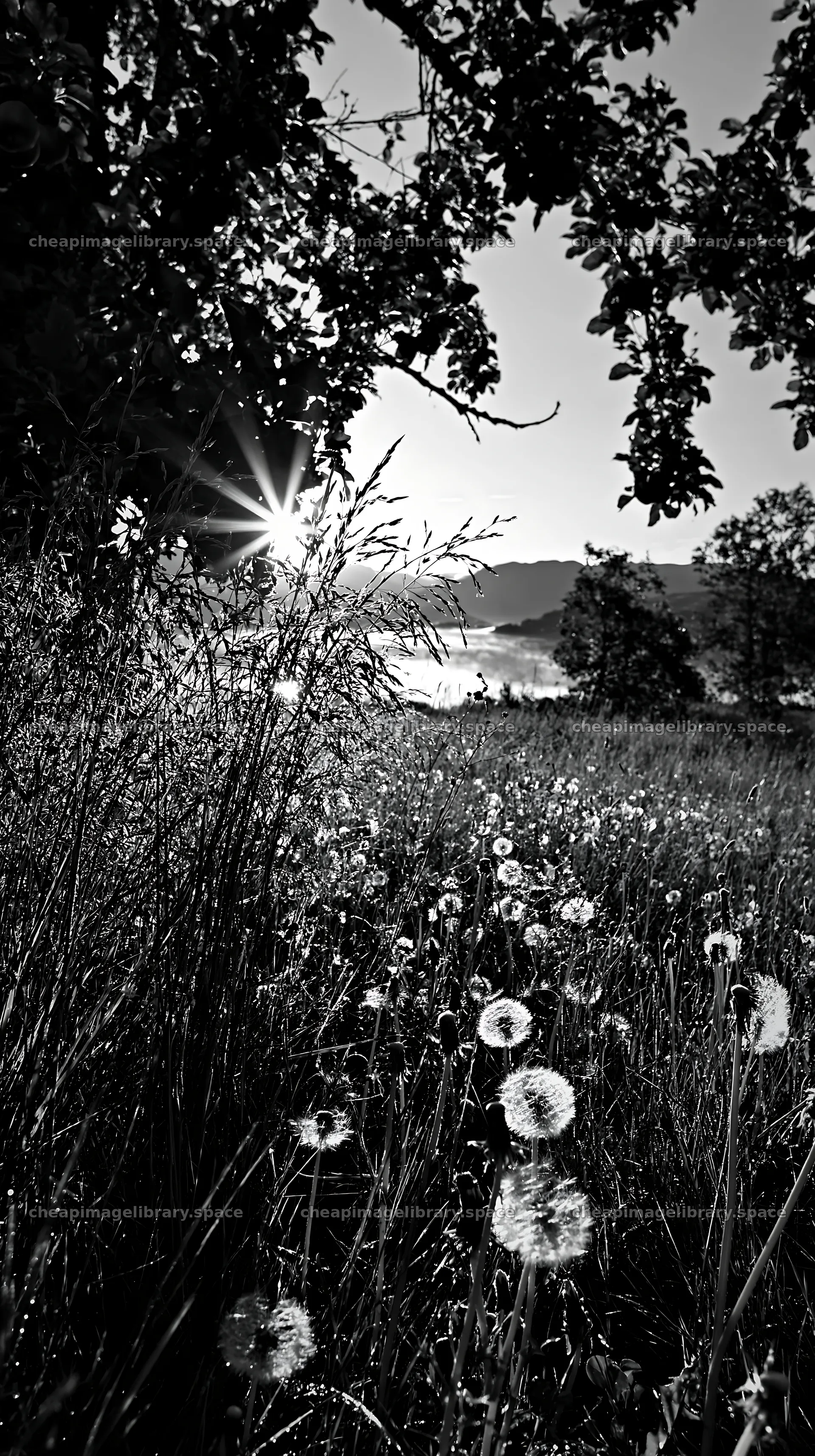 Fjord orchard meadow with flowers and sunlight – image library 5938x10608