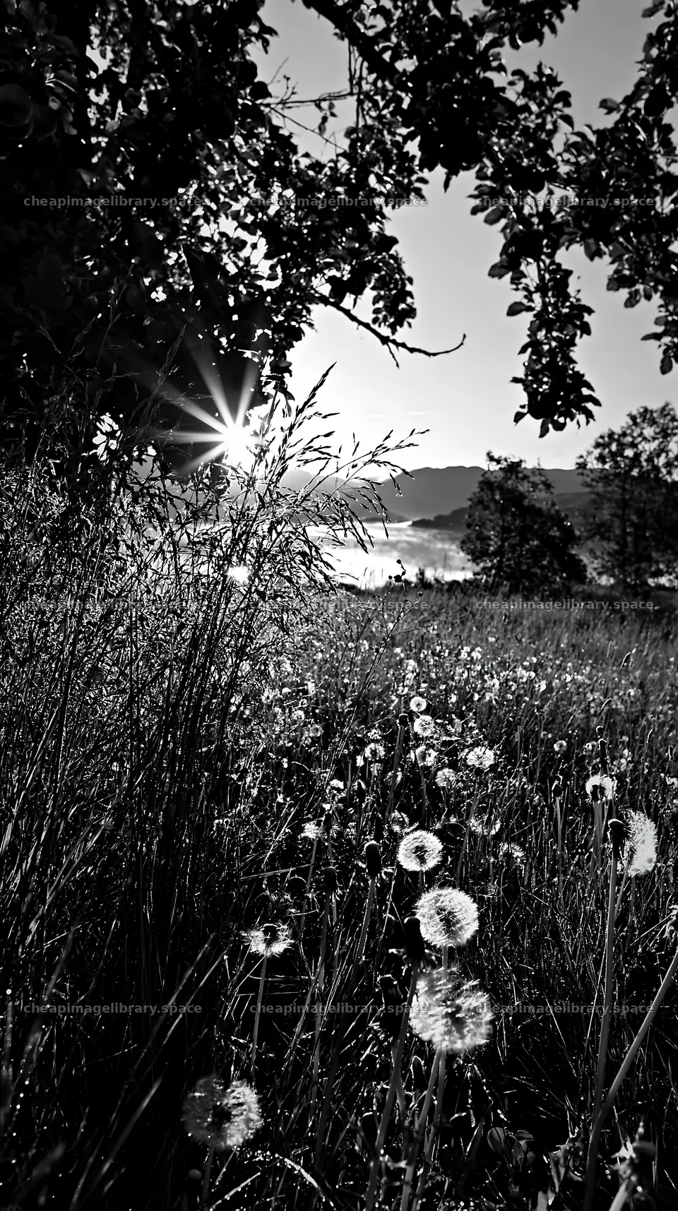 Fjord orchard meadow with flowers and sunlight – image library 5938x10608