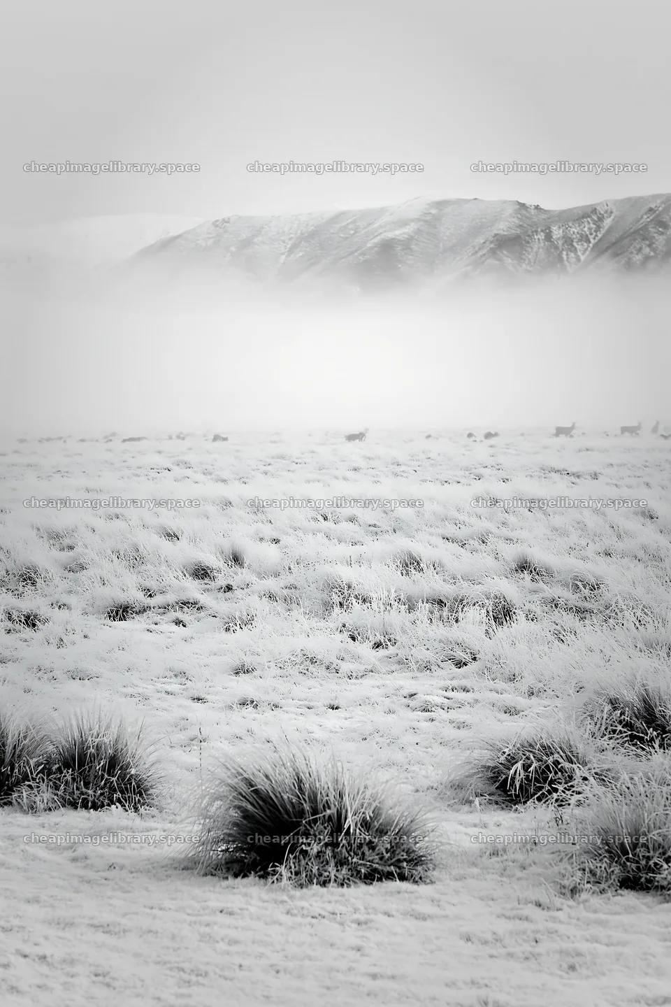 Snowy foothill meadow with fog covering the landscape – image library 6480x9722