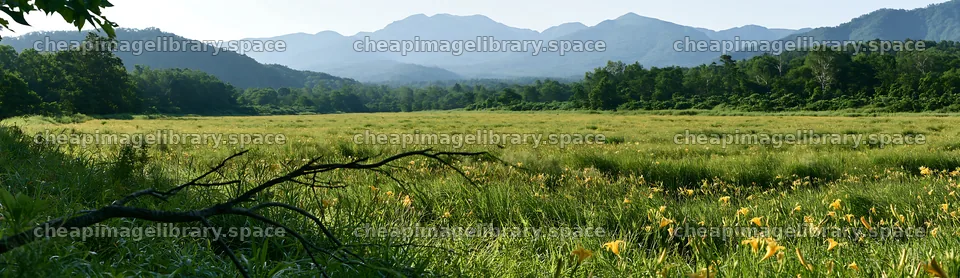 Yamagata rewilded meadow with fallen branch in the foreground – image library 14762x4268