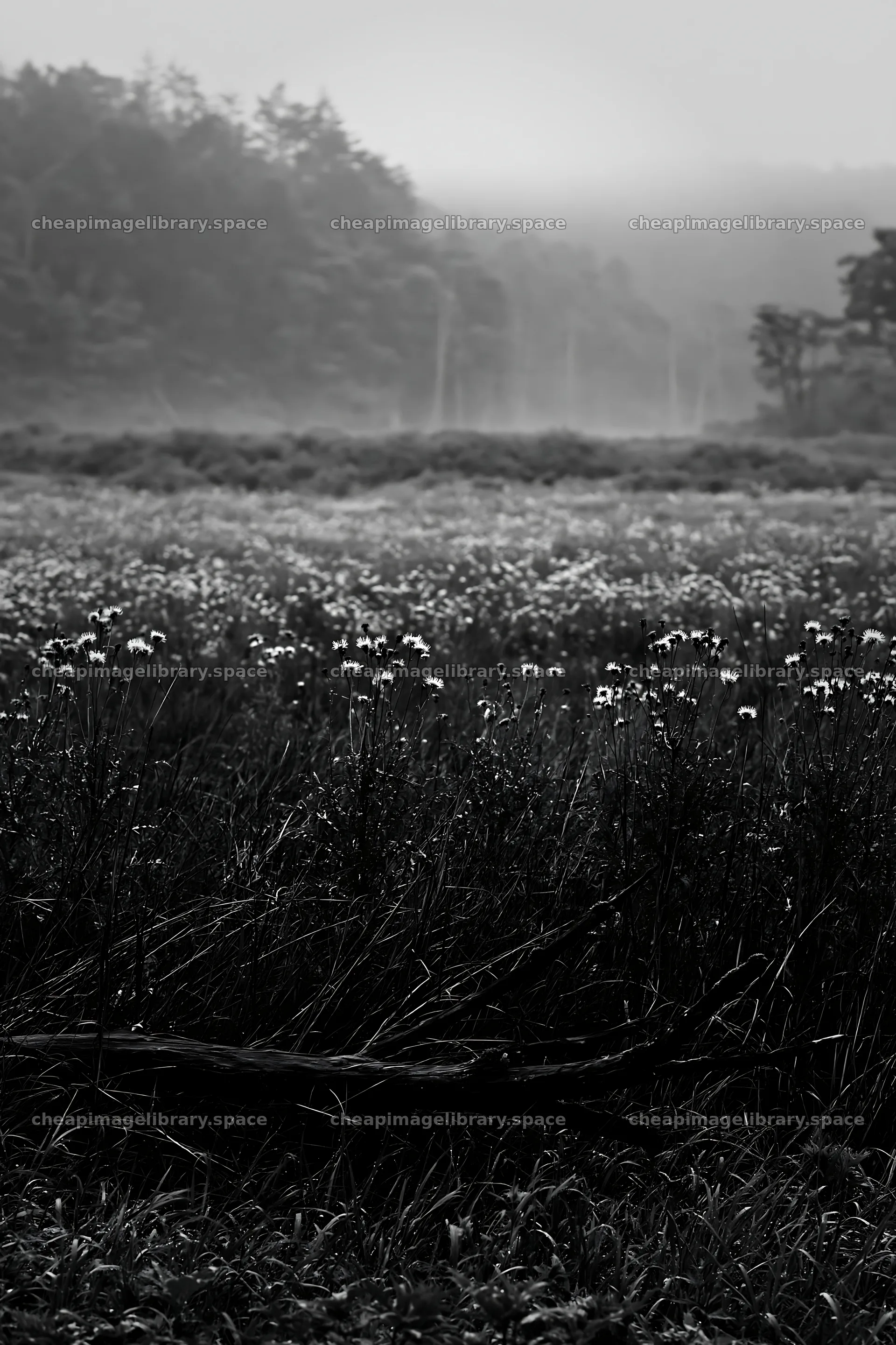 Yamagata rewilded meadow with fallen branch in the foreground – image library 6480x9722
