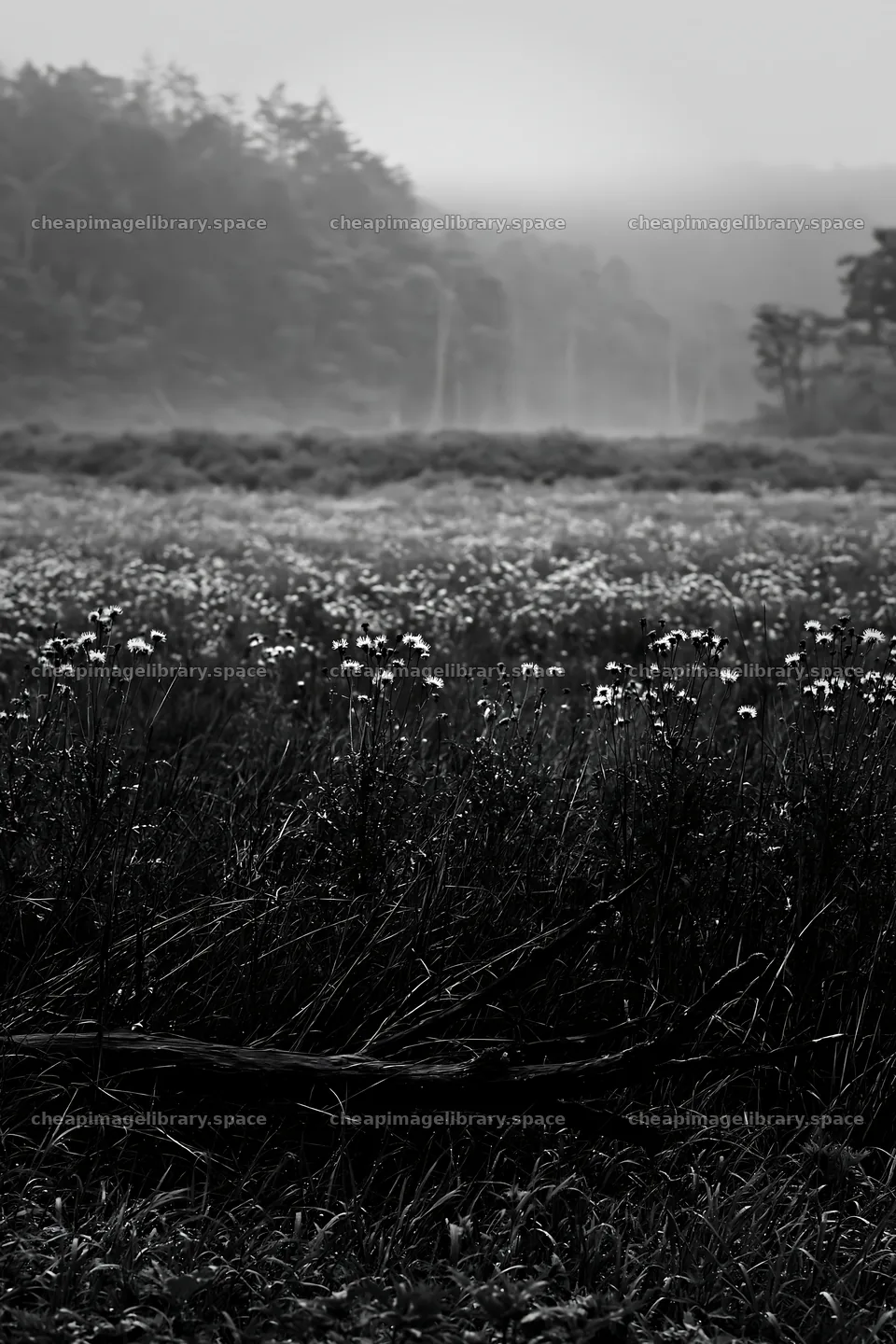 Yamagata rewilded meadow with fallen branch in the foreground – image library 6480x9722