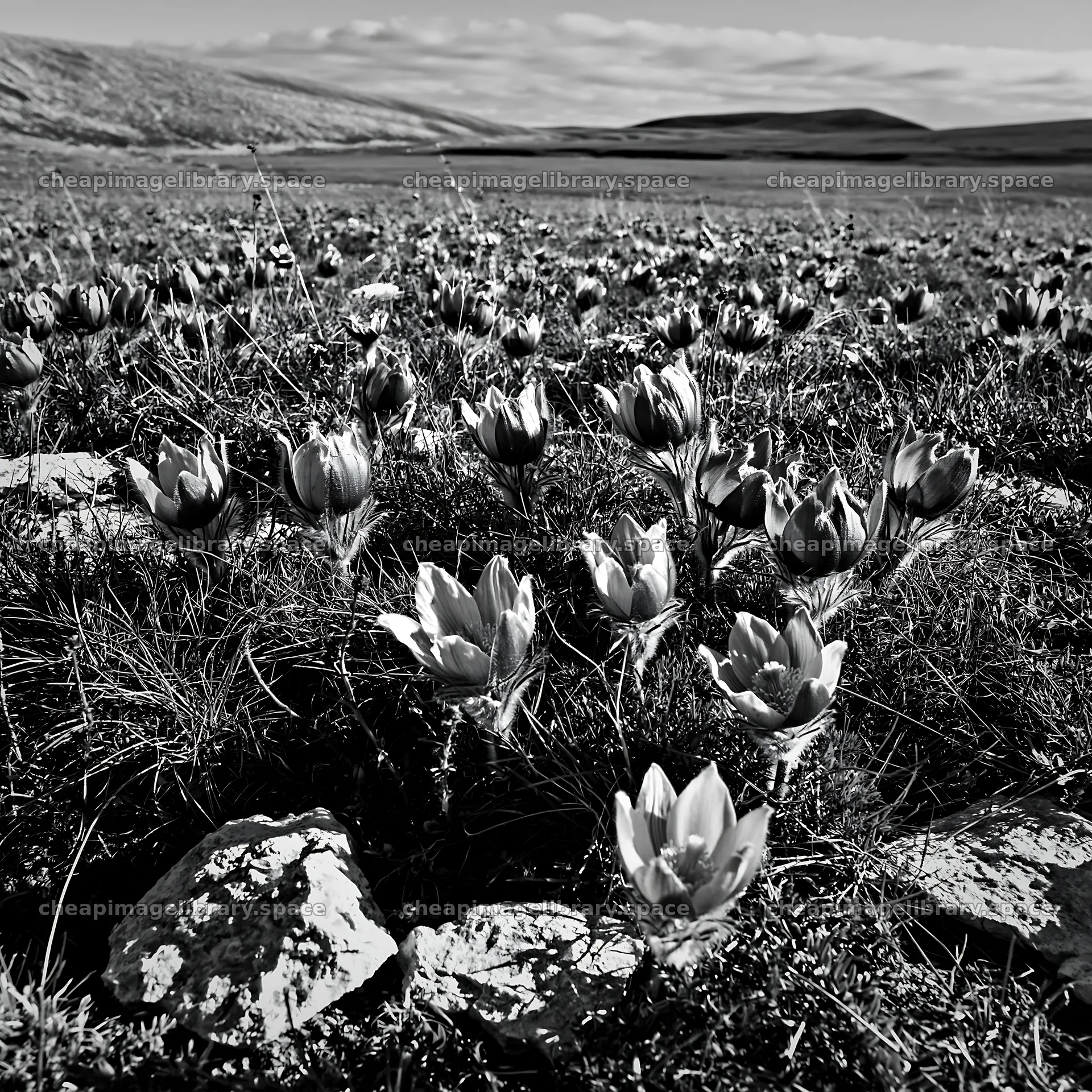Sunny pasqueflower meadow in a natural landscape – image library 7938x7938