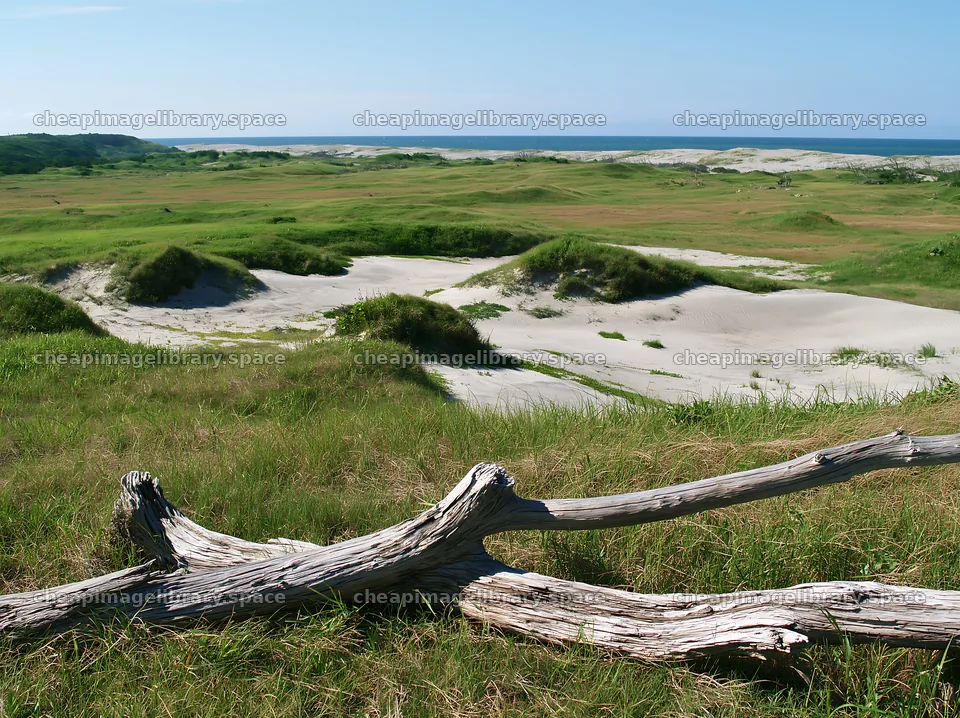 Chiba coastal climate meadow with driftwood in the foreground – image library 9174x6866