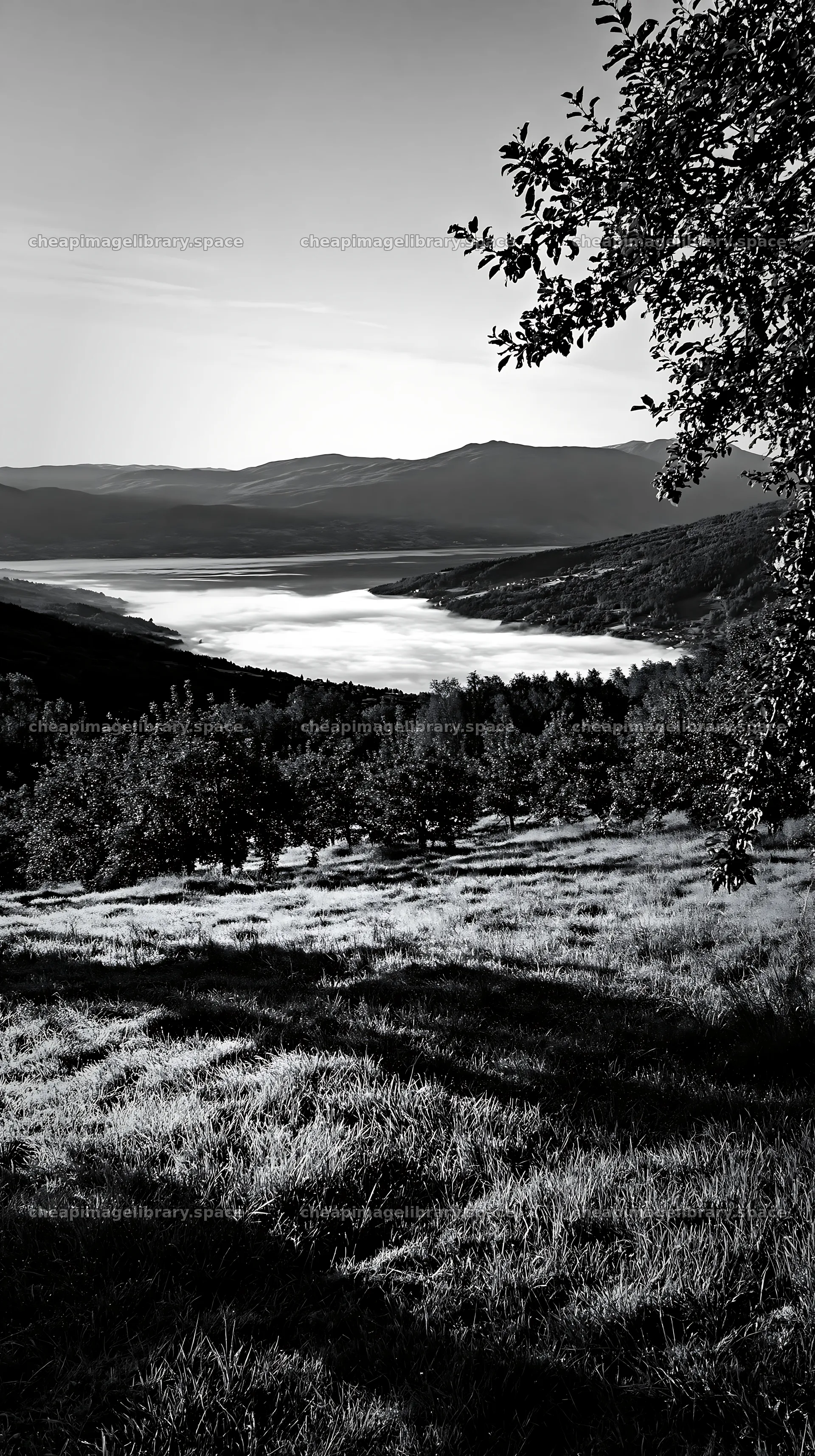 Fjord orchard meadow view with lake and mountains in black and white – image library 5938x10608