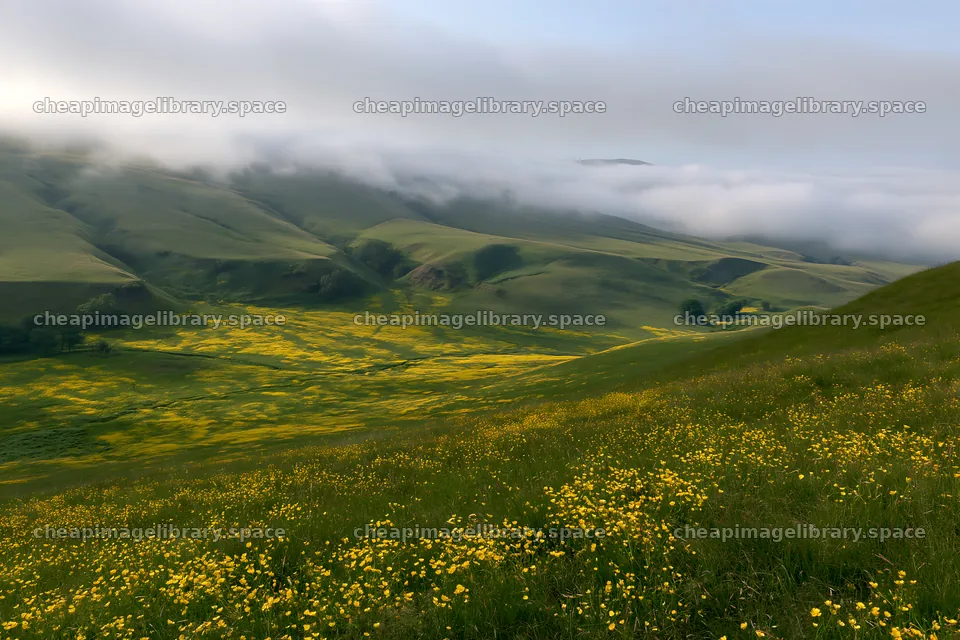 Buttercup meadow in the hills surrounded by fog – image library 9722x6480