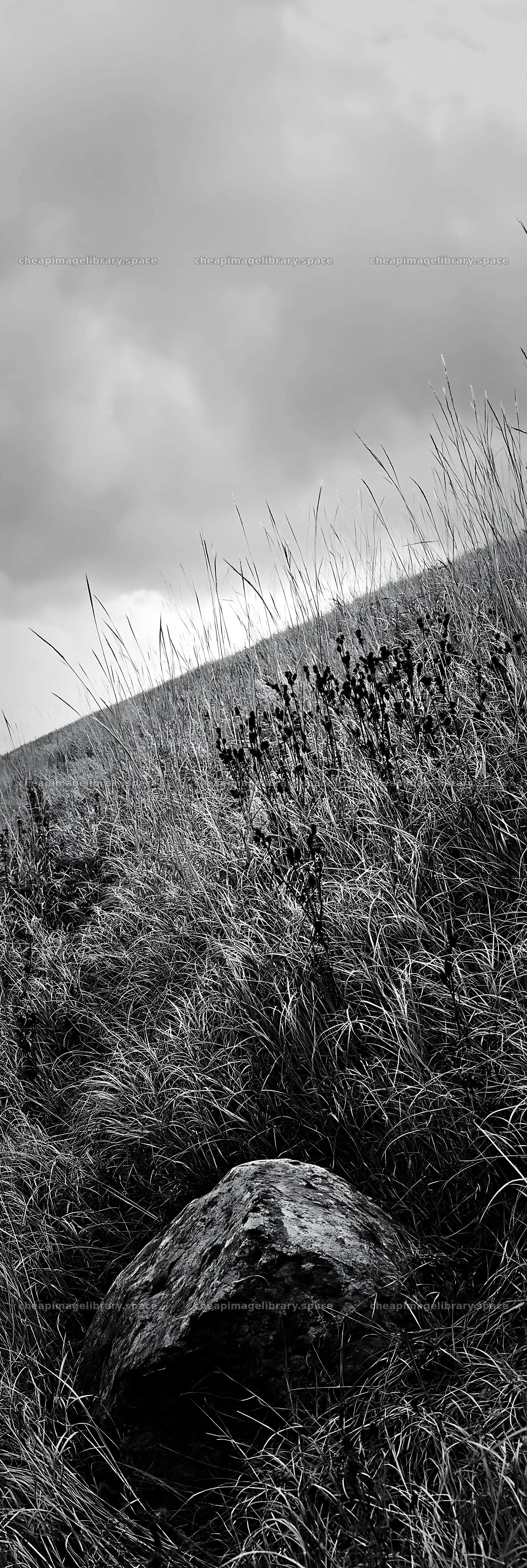 Aomori climate resilient meadow with boulder in dry grass – image library 4602x13690