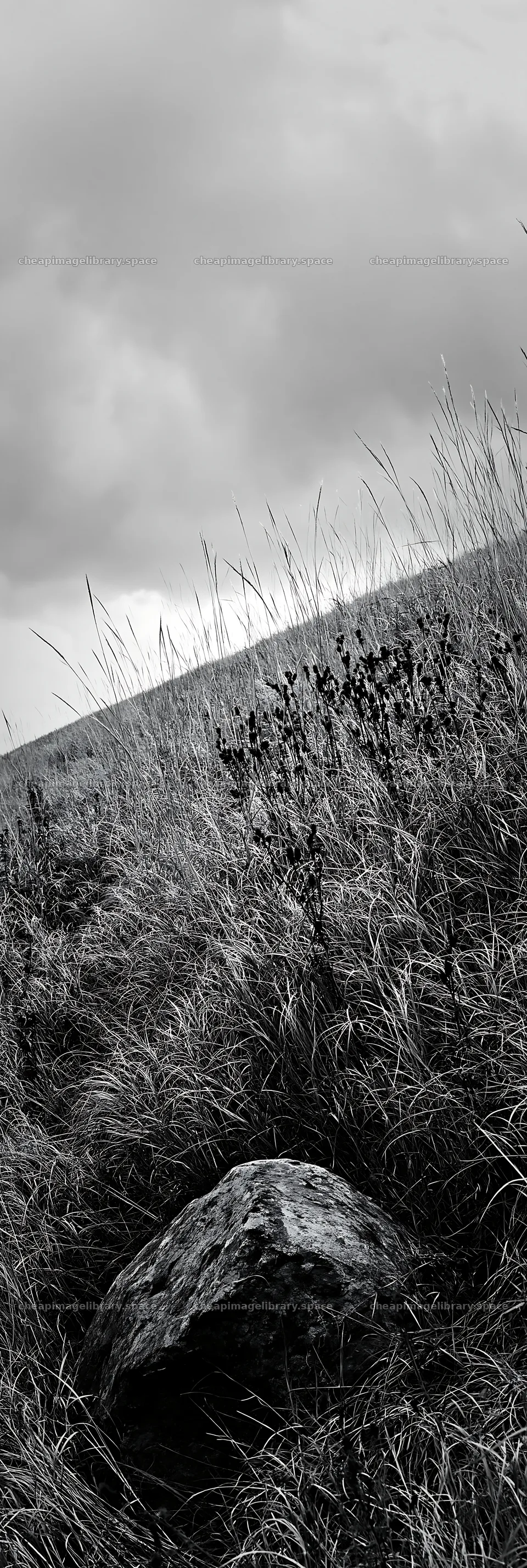 Aomori climate resilient meadow with boulder in dry grass – image library 4602x13690