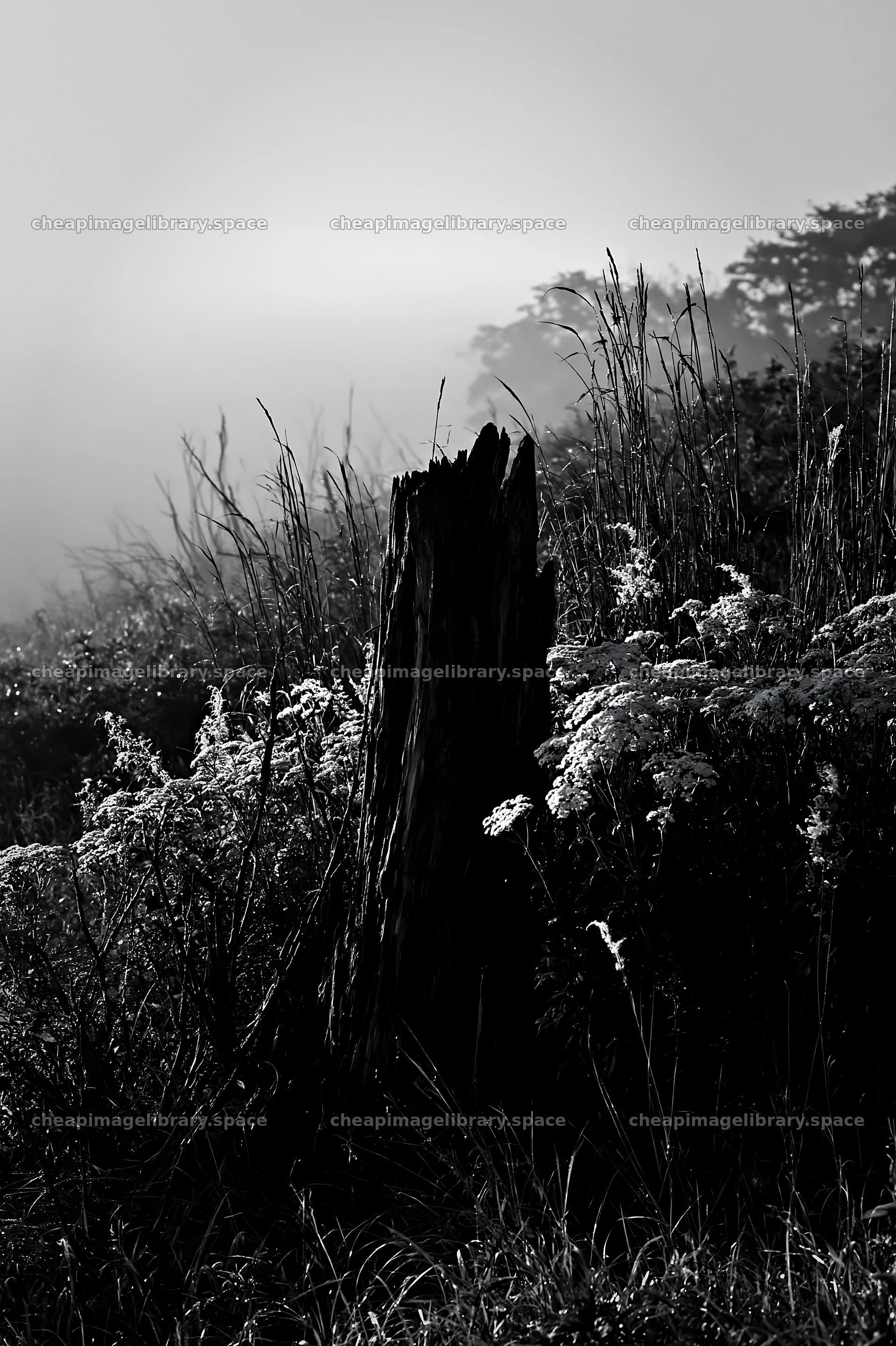 Fukushima native meadow with weathered stump – image library 6480x9722