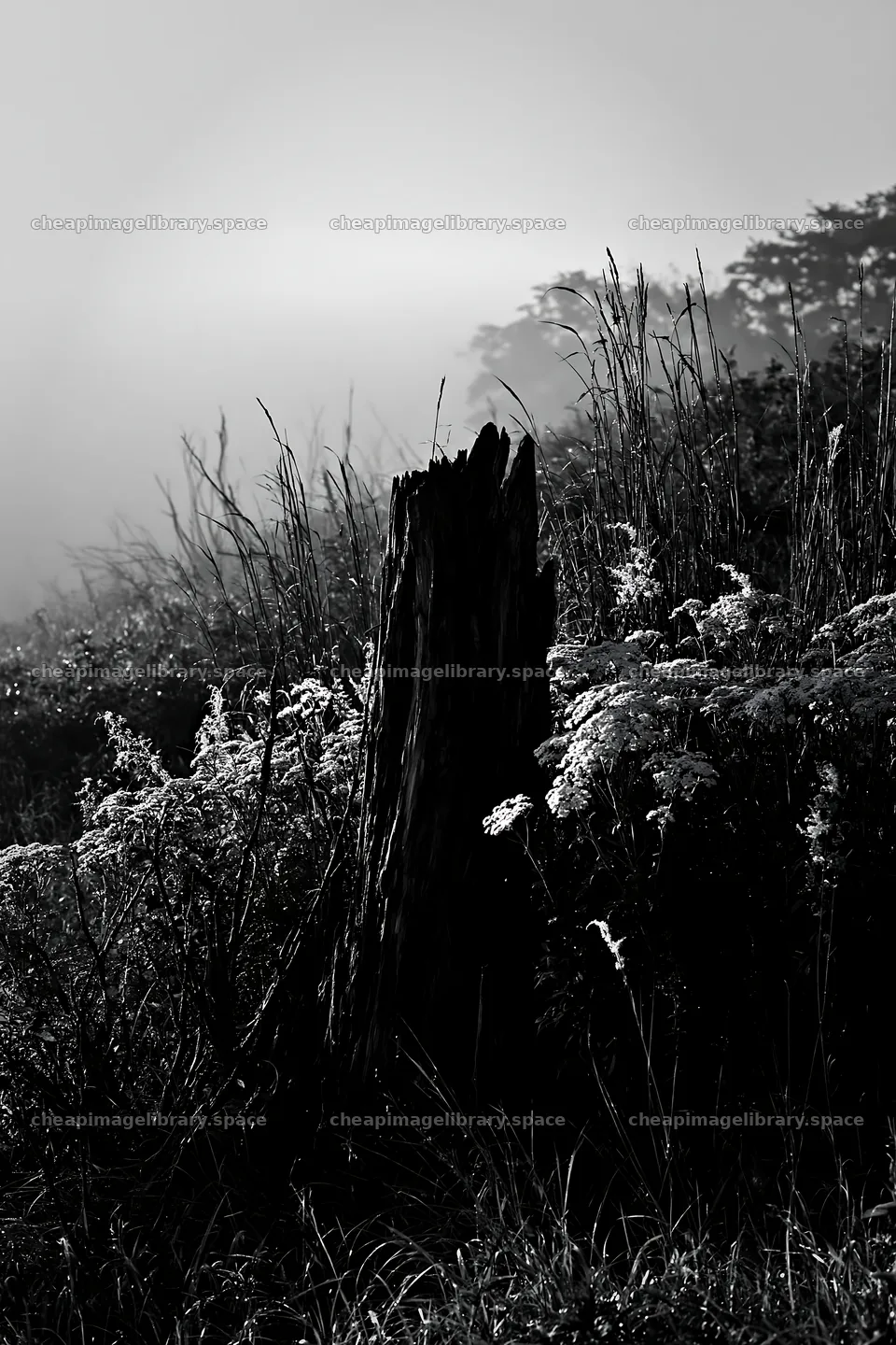 Fukushima native meadow with weathered stump – image library 6480x9722