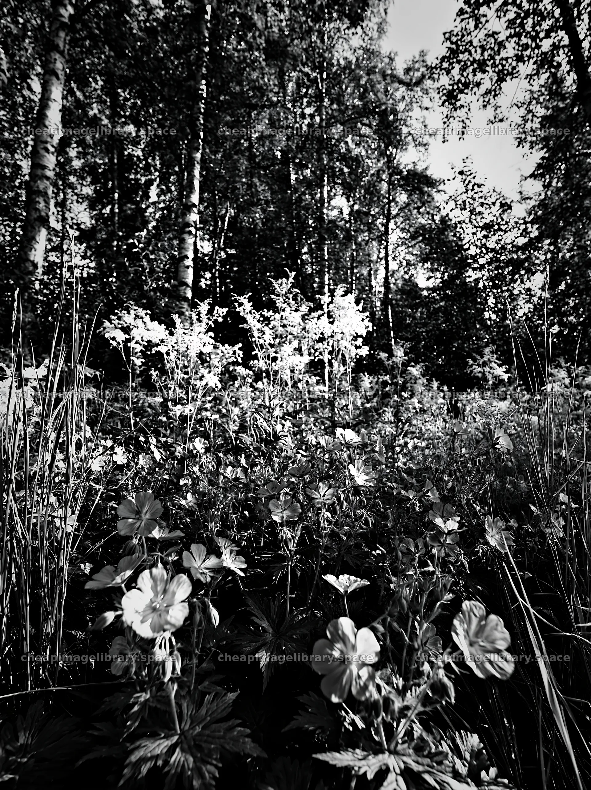 Birch forest meadow with wildflowers and tall grass – image library 6866x9174