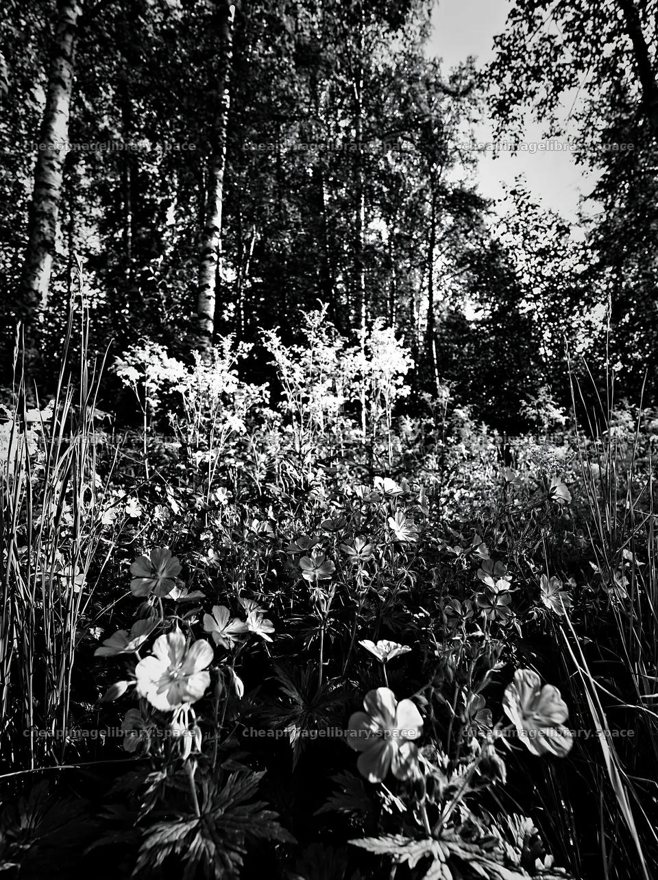 Birch forest meadow with wildflowers and tall grass – image library 6866x9174