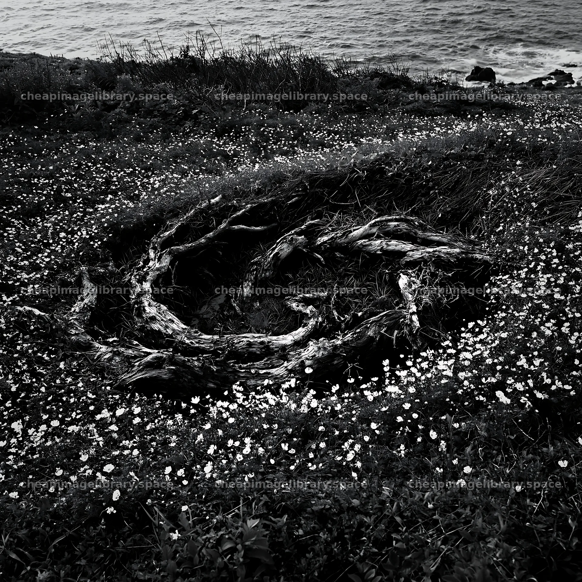 Ishikawa coastal meadow storm washed driftwood lies among flowers – image library 7938x7938