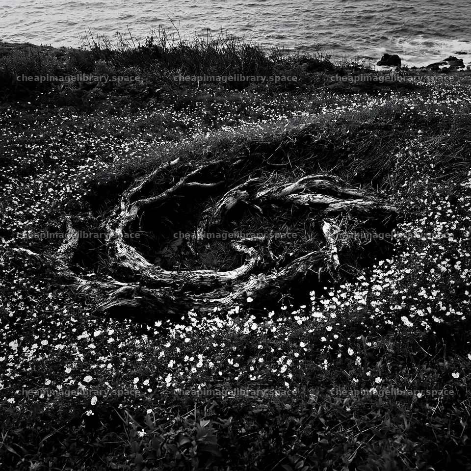 Ishikawa coastal meadow storm washed driftwood lies among flowers – image library 7938x7938