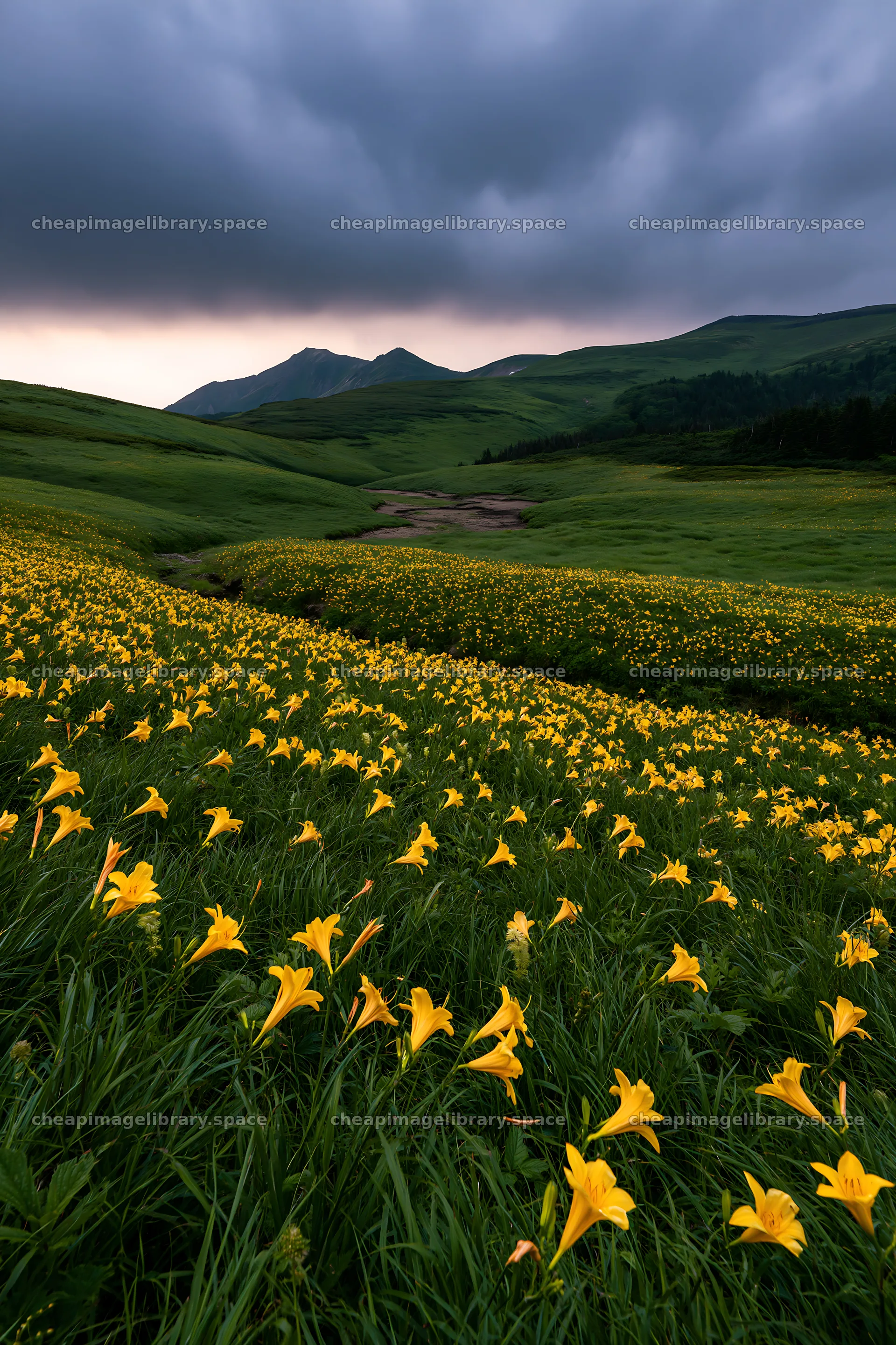 Kirigamine highland daylily meadow under cloudy sky – image library 6480x9722