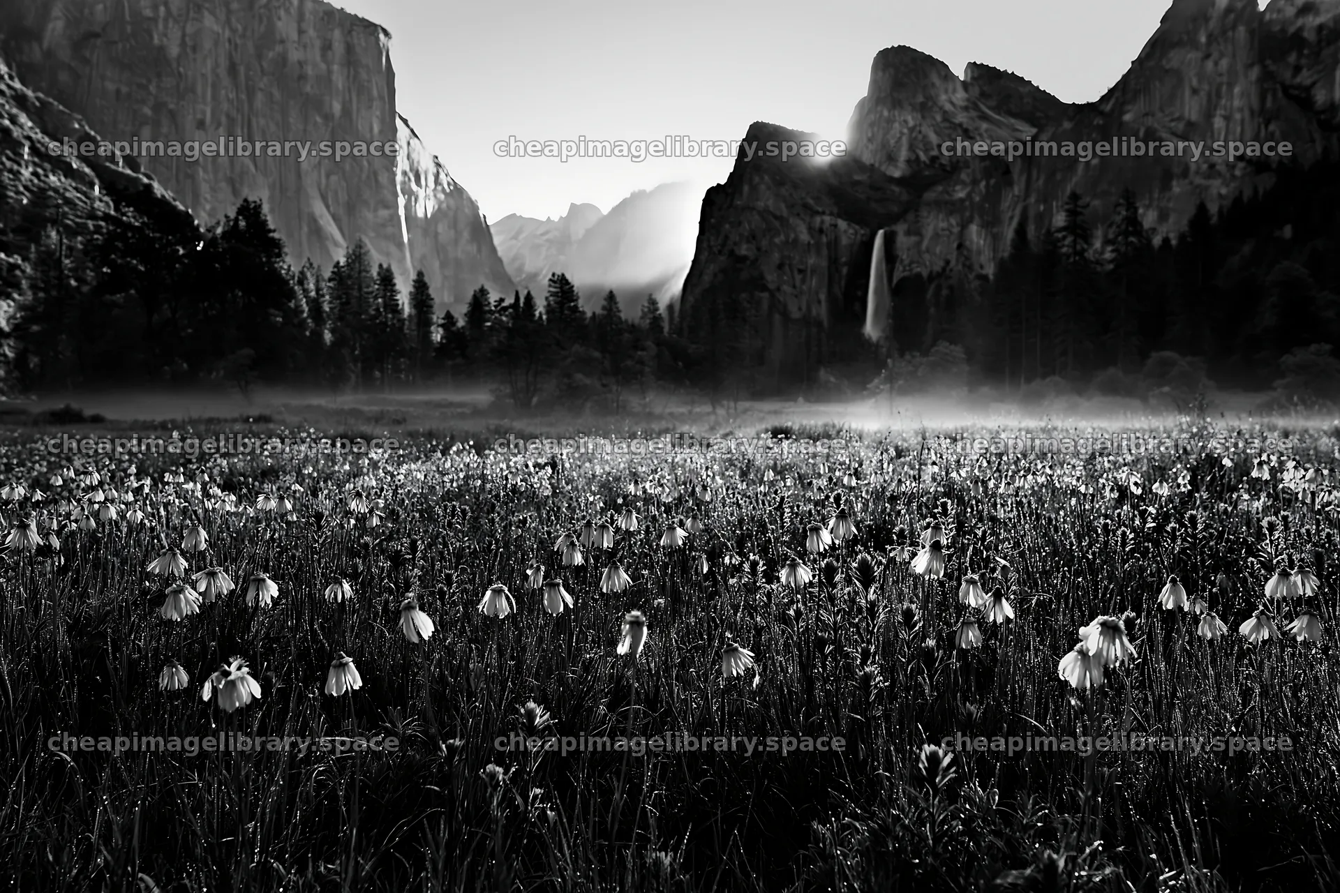 Flowering meadow near mountain falls in black and white – image library 9722x6480