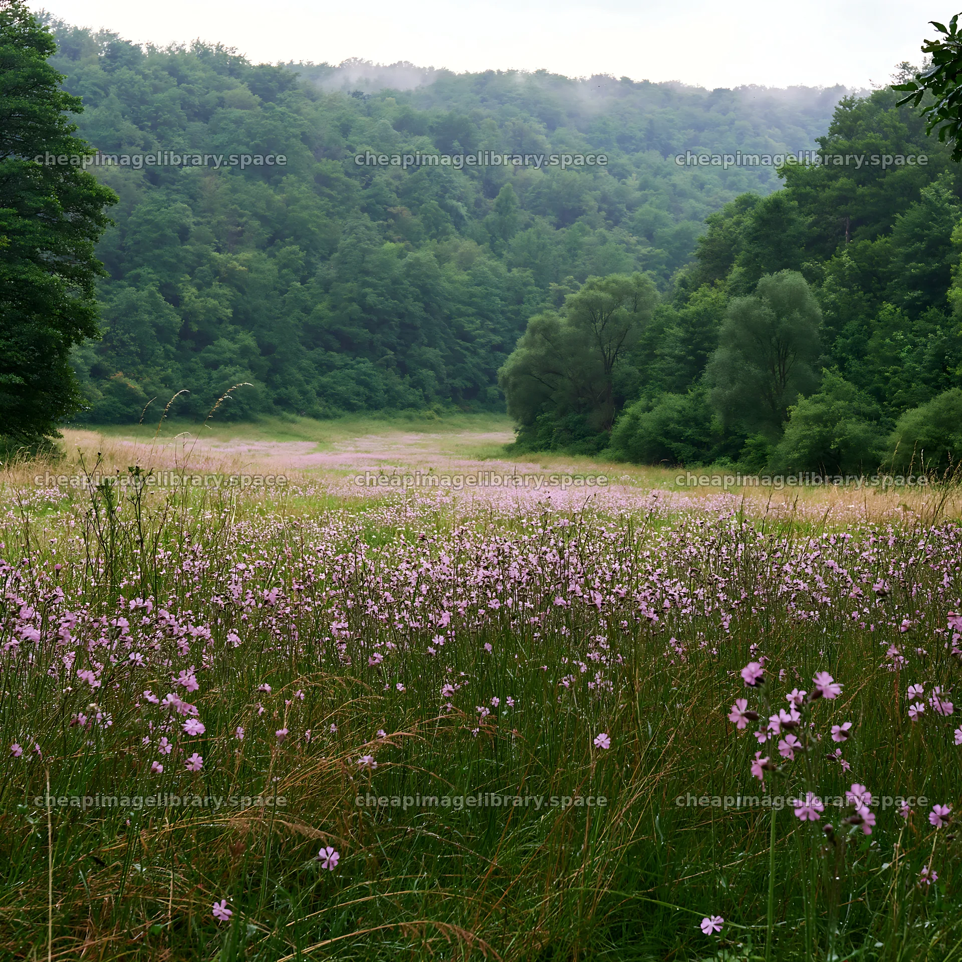 Hungarian meadow along wooded valley with green trees – image library 7938x7938