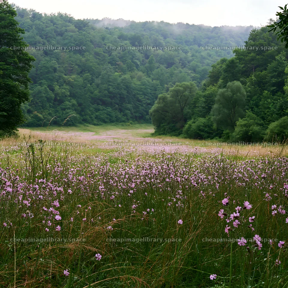 Hungarian meadow along wooded valley with green trees – image library 7938x7938