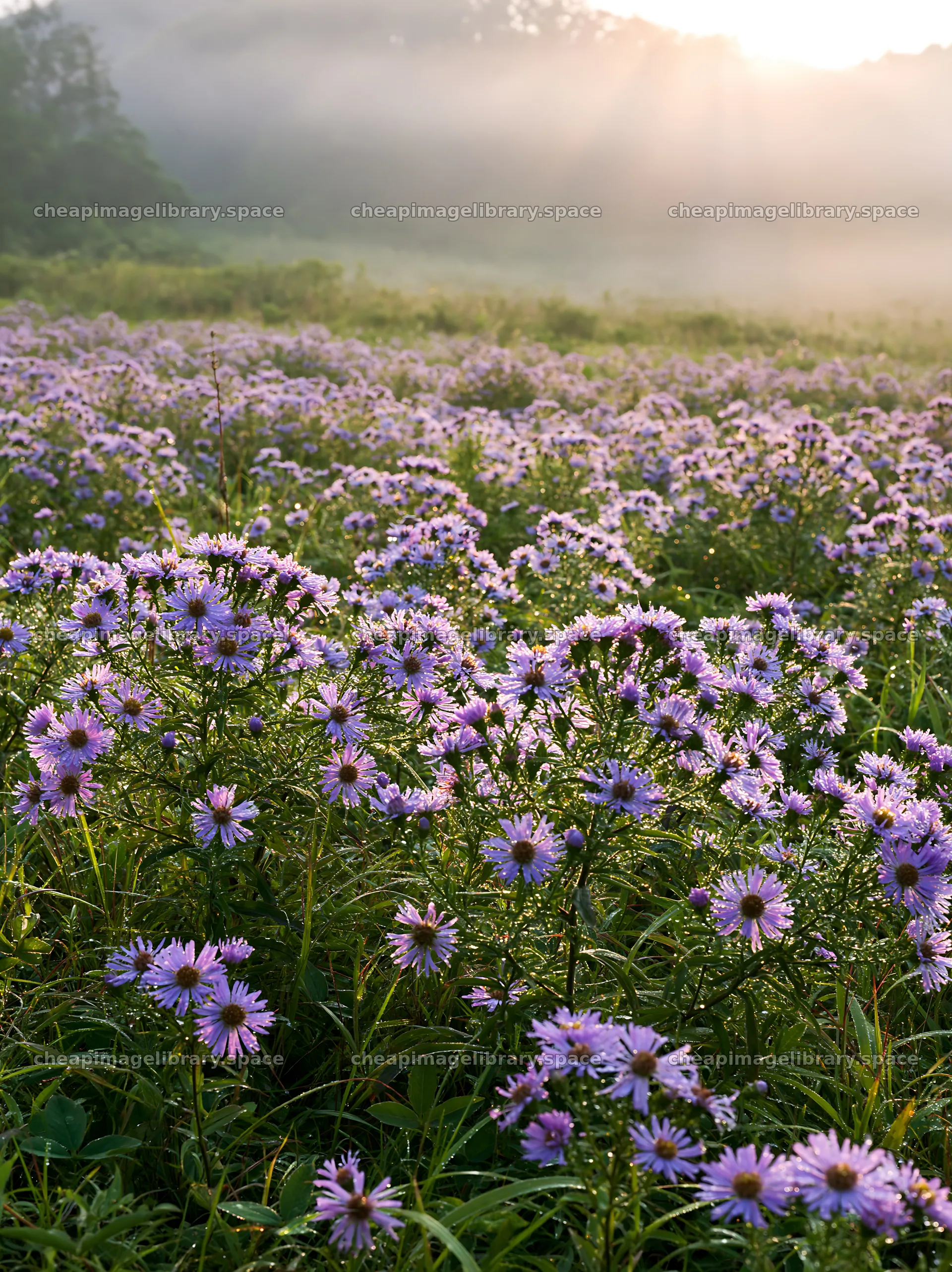 Expansive Hokkaido restoration meadow with dewdrops – image library 6866x9174