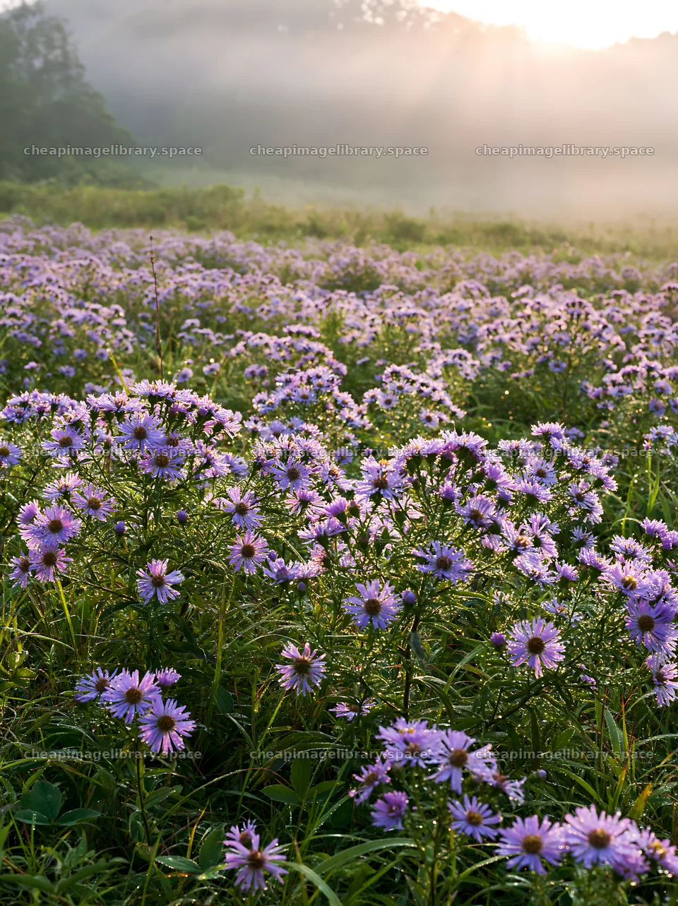 Expansive Hokkaido restoration meadow with dewdrops – image library 6866x9174