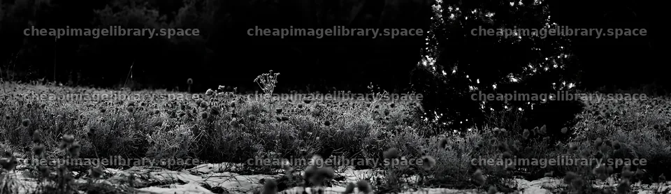 Decorated Christmas tree with lights in snowy meadow – image library 14762x4268
