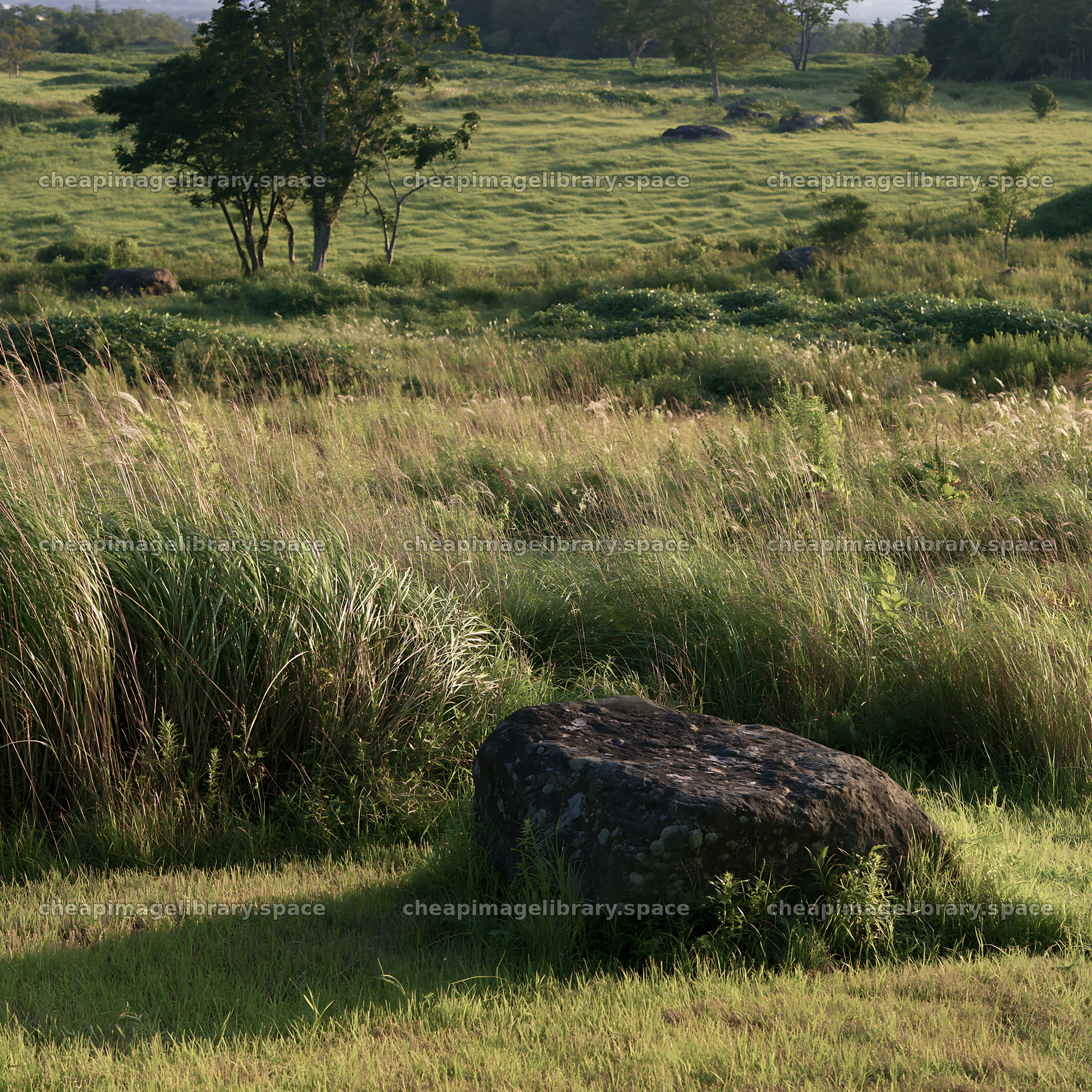 Aomori climate resilient meadow with boulder – image library 7938x7938