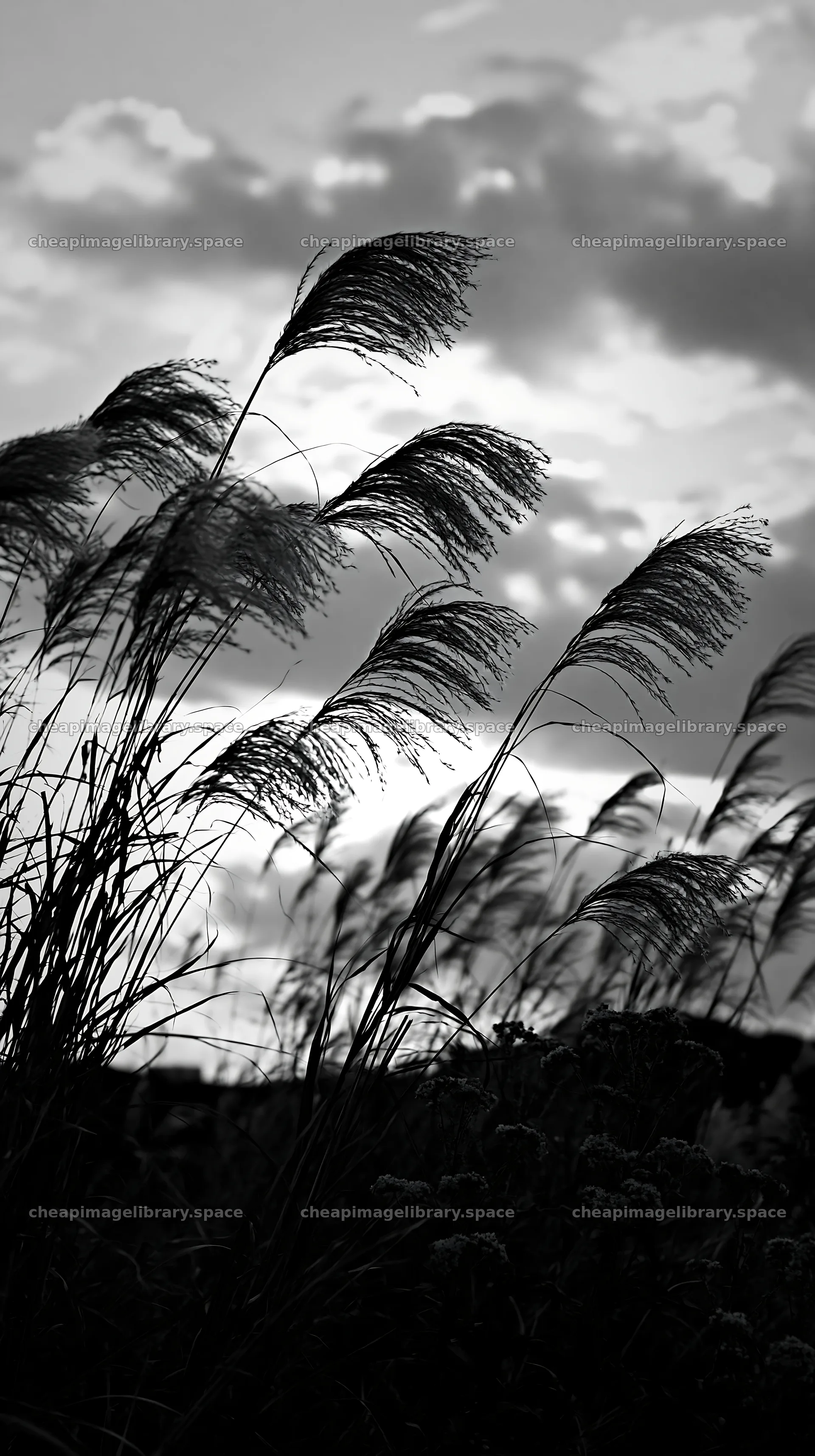 Tokyo urban biodiversity meadow with seedheads at sunset – image library 5938x10608