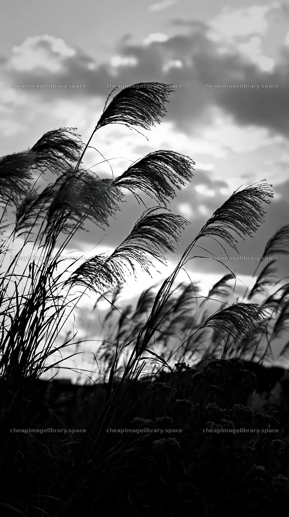 Tokyo urban biodiversity meadow with seedheads at sunset – image library 5938x10608