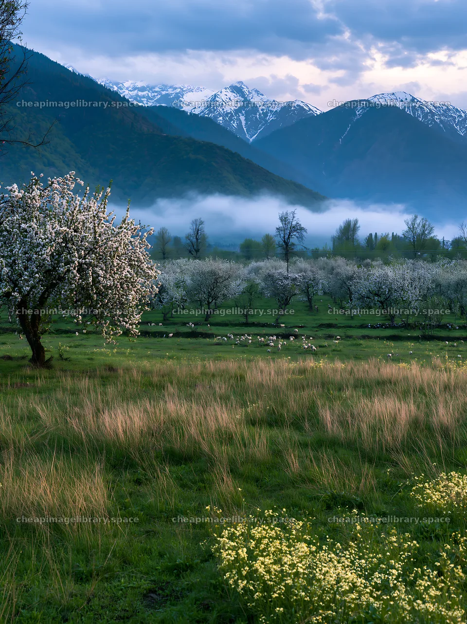 Valley apple meadow with mountains and trees in the distance – image library 6866x9174
