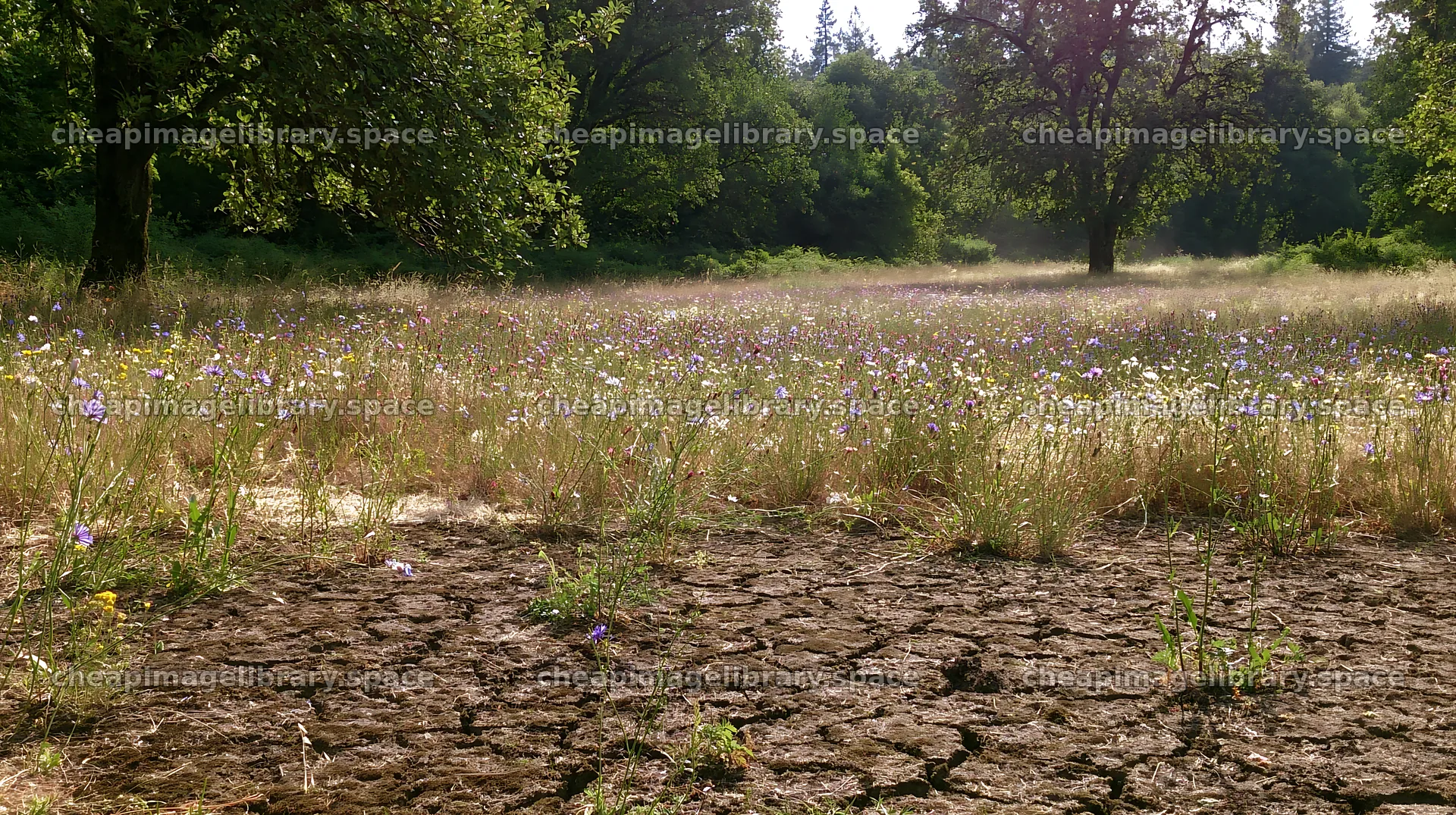 Highland apple meadow with dry ground and wildflowers – image library 10608x5938