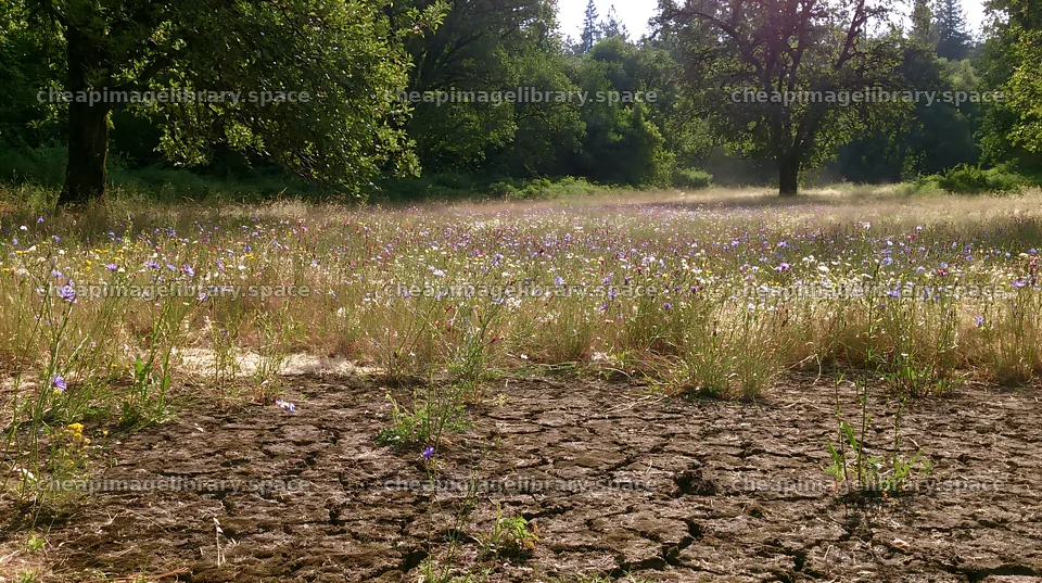 Highland apple meadow with dry ground and wildflowers – image library 10608x5938