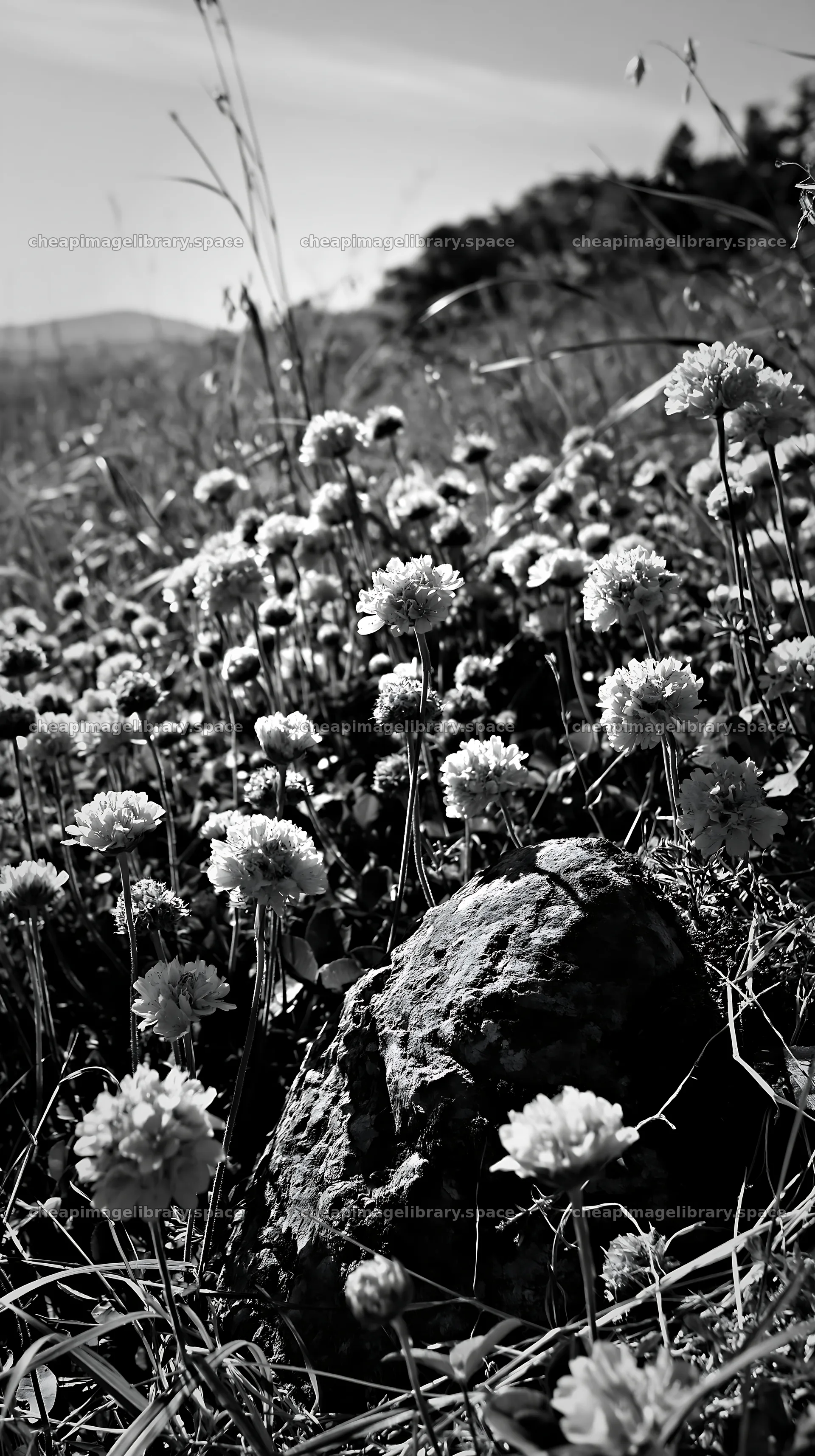 Miyagi spring recovery meadow mossy stone with pink flowers – image library 5938x10608