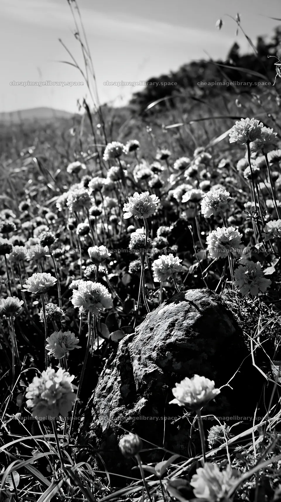 Miyagi spring recovery meadow mossy stone with pink flowers – image library 5938x10608