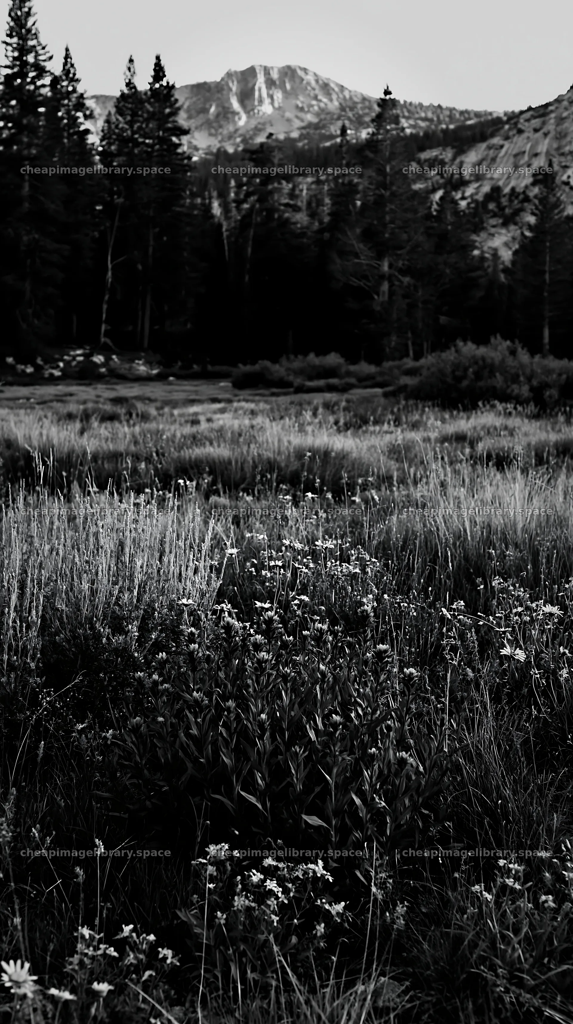 Tall grass meadow with distant mountains and trees – image library 5938x10608