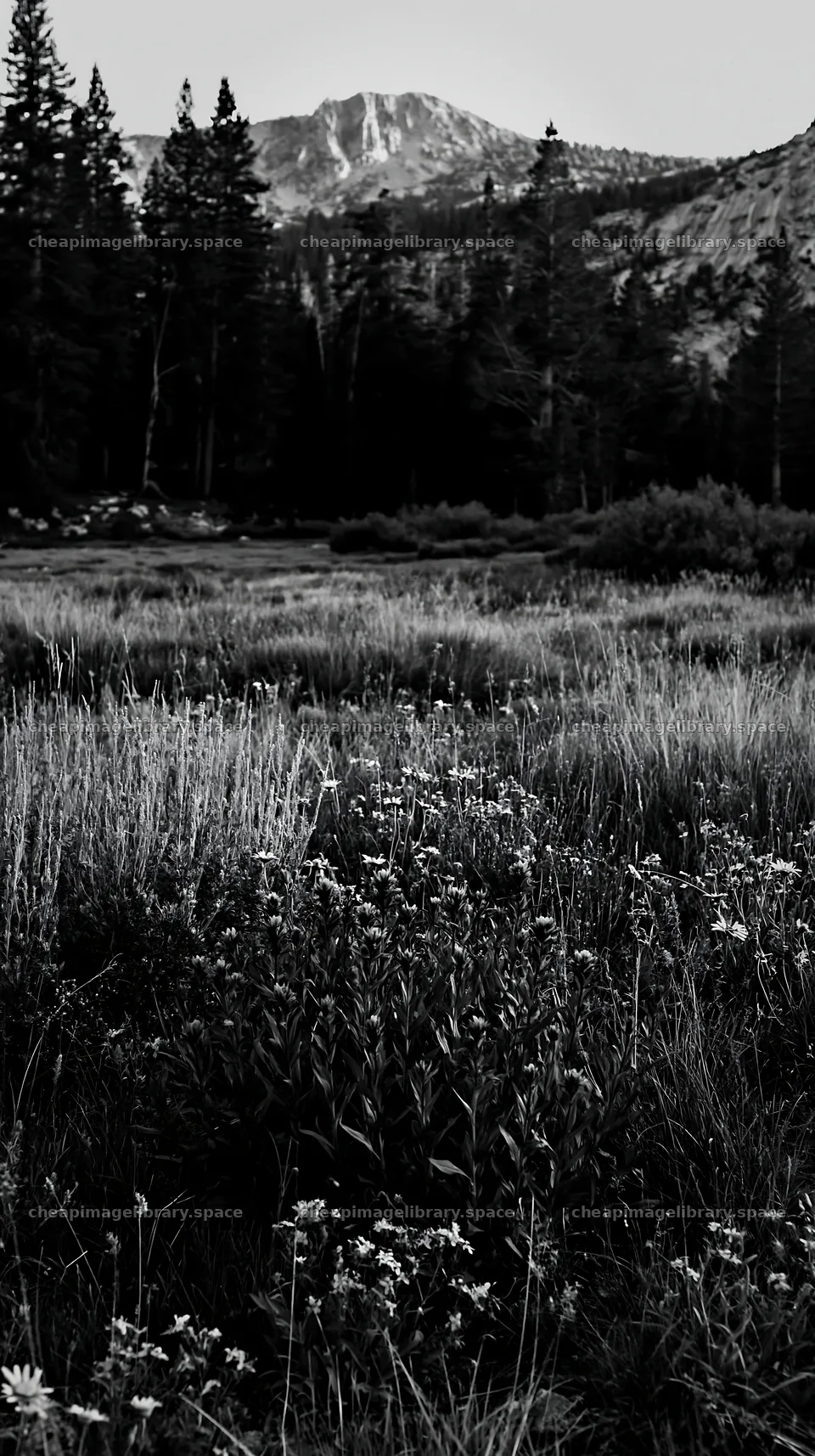 Tall grass meadow with distant mountains and trees – image library 5938x10608