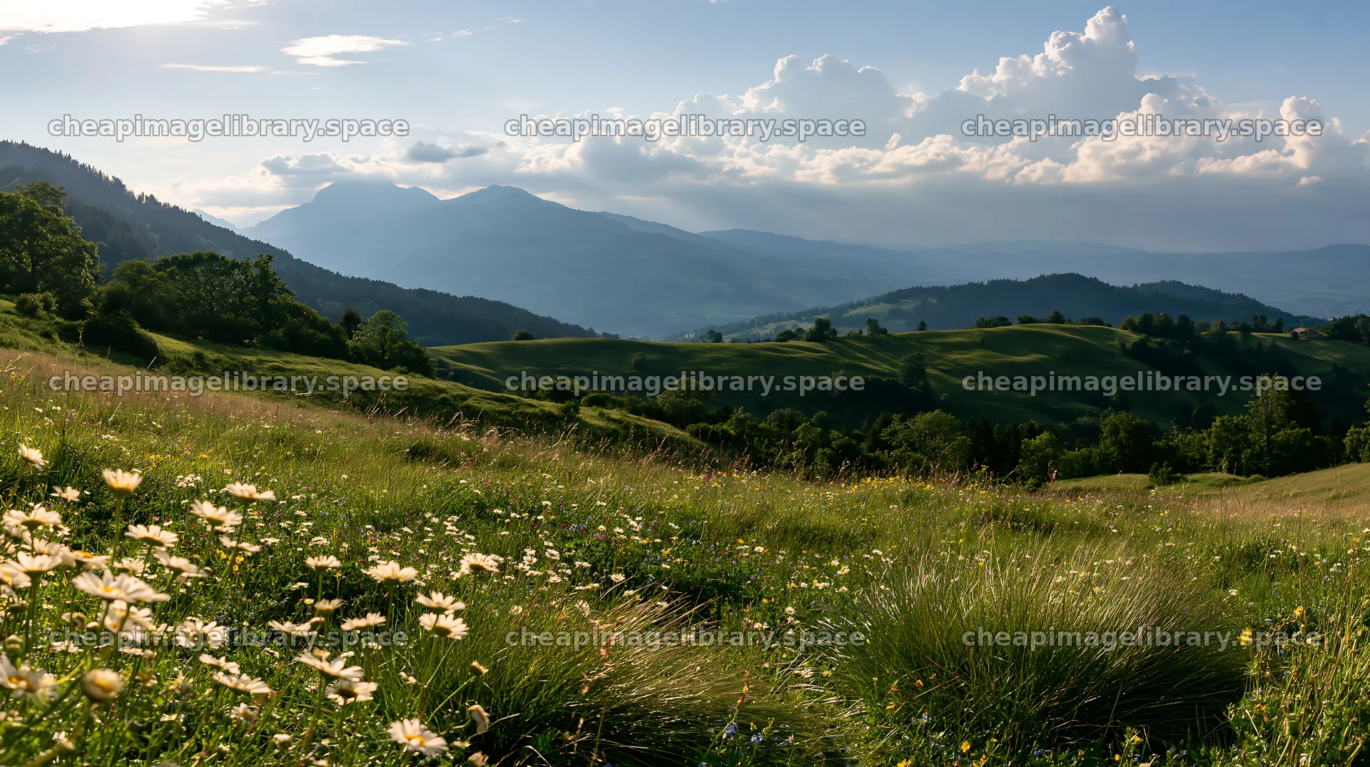 Clover speedwell meadow with hills and clouds in the background – image library 10608x5938